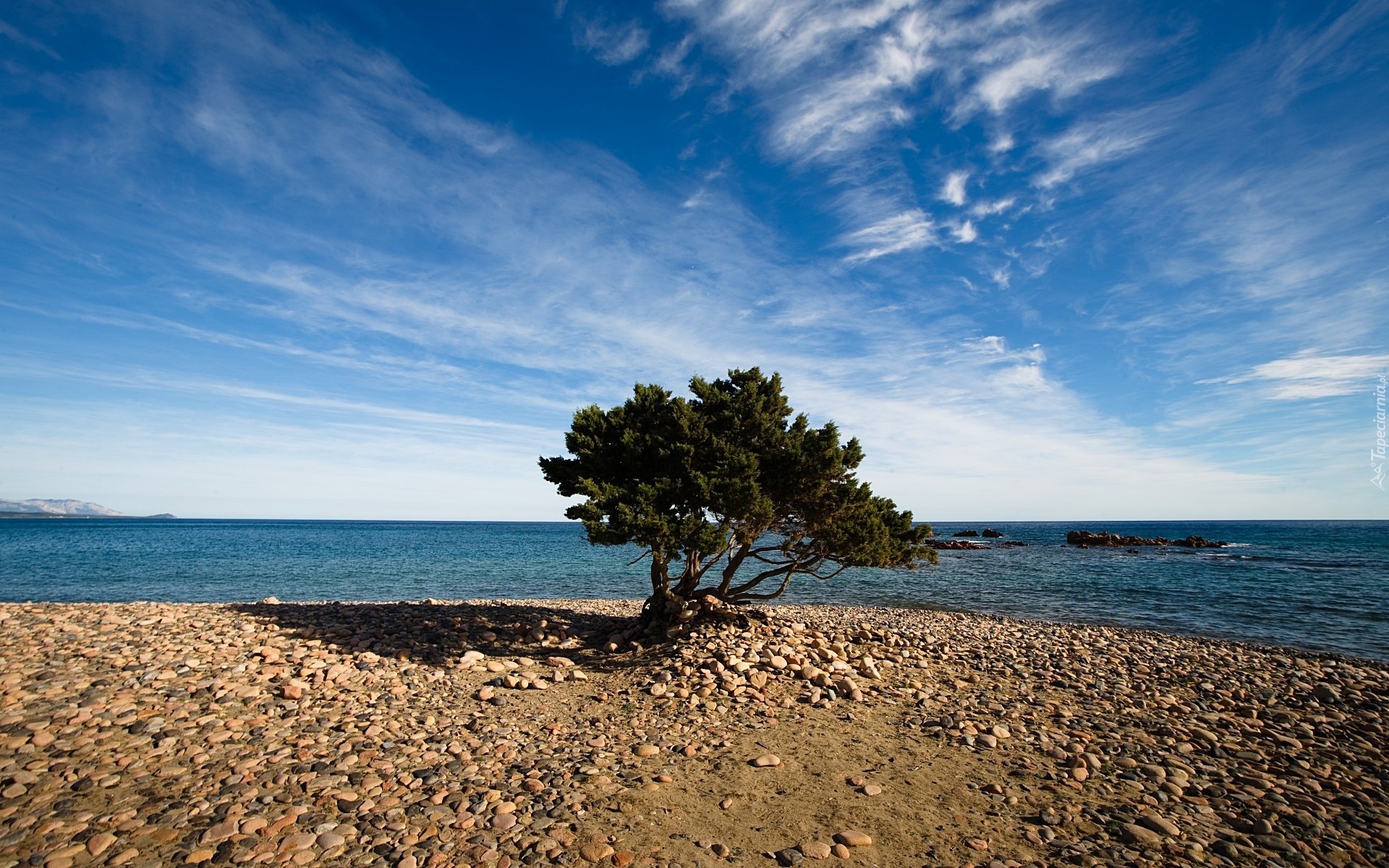 Morze, Kamienna, Plaża, Drzewo