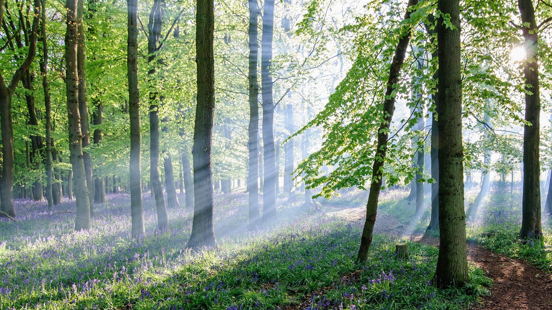 Las, Ścieżka, Kwiatki, Promienie, Słońca