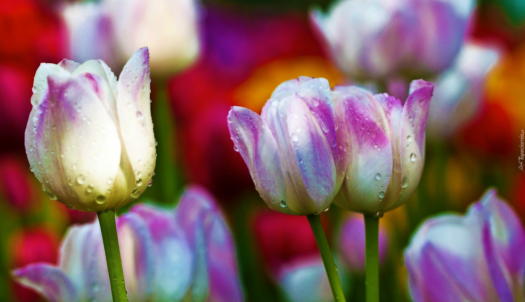 Kolorowe, Tulipany, Krople