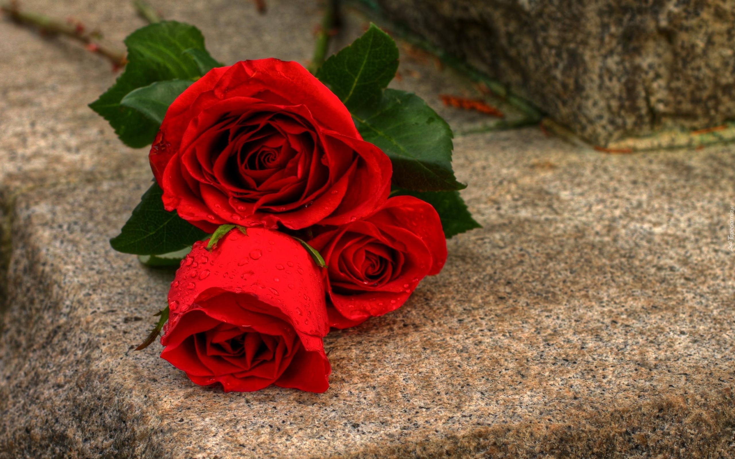 Прикольные розы картинки. Красный цветок. Красные розы. Крупные красные розы.