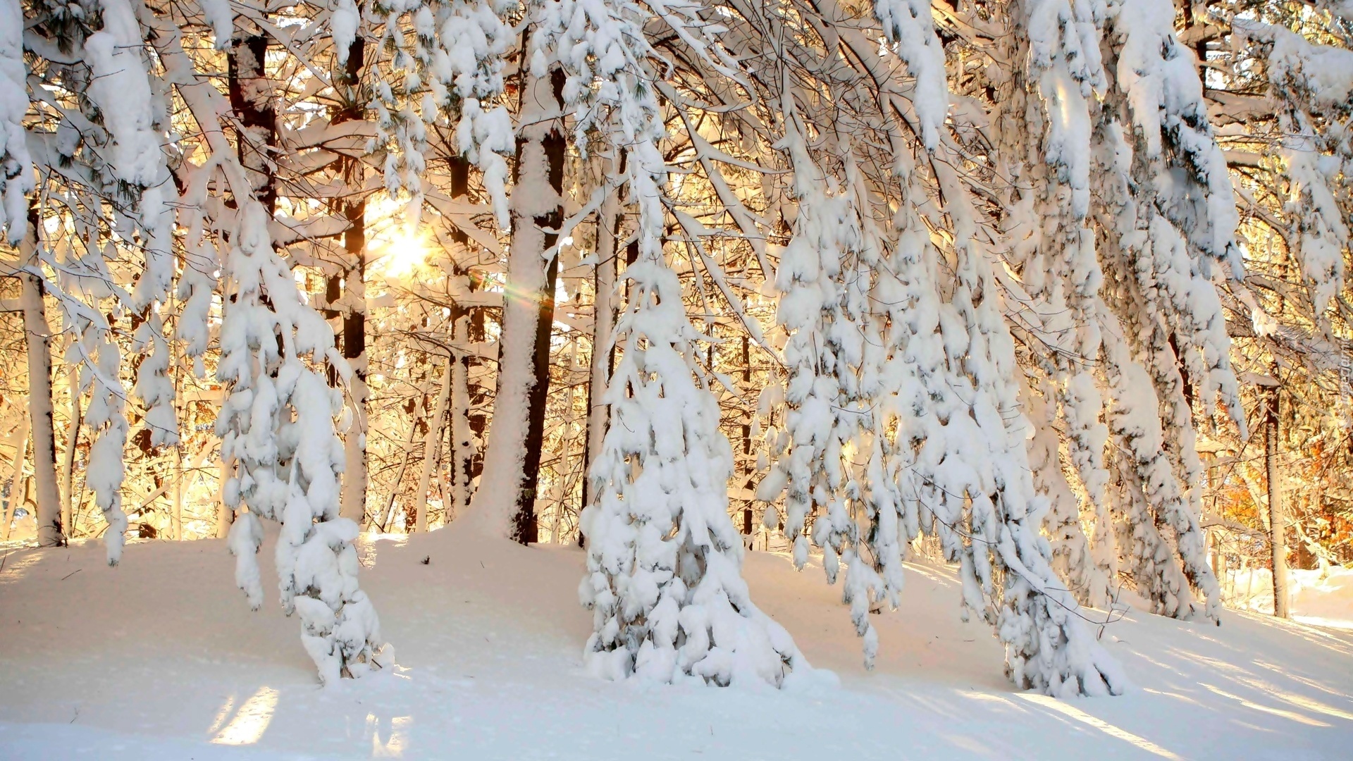 Las, Śnieg, Zima