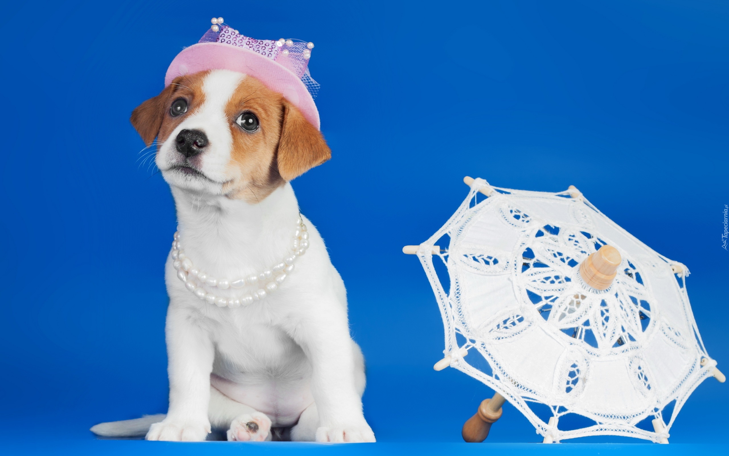 Pies, Jack russell terrier, Kapelusz, Parasol