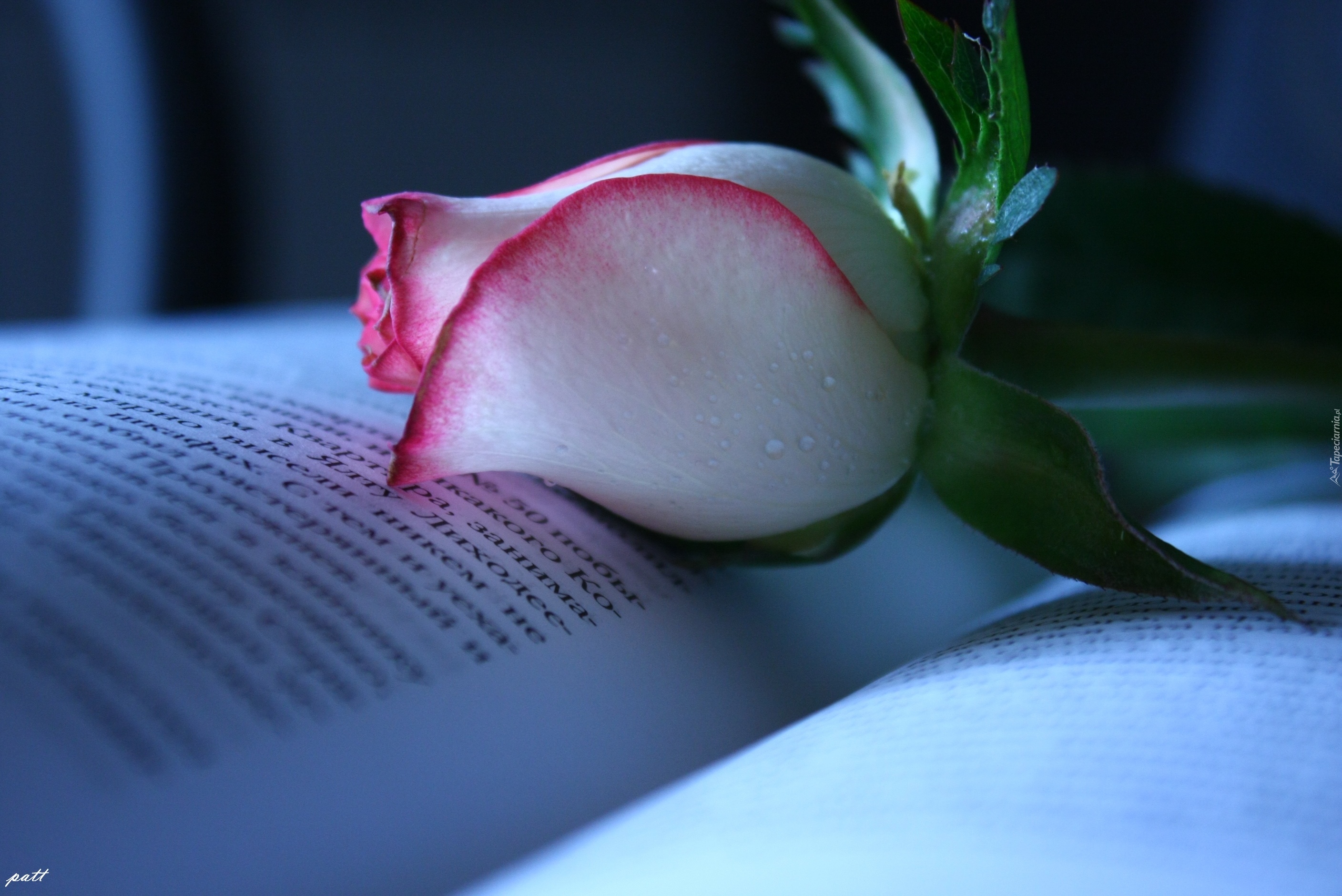 Biało, Różowy, Pąk, Róża, Książka