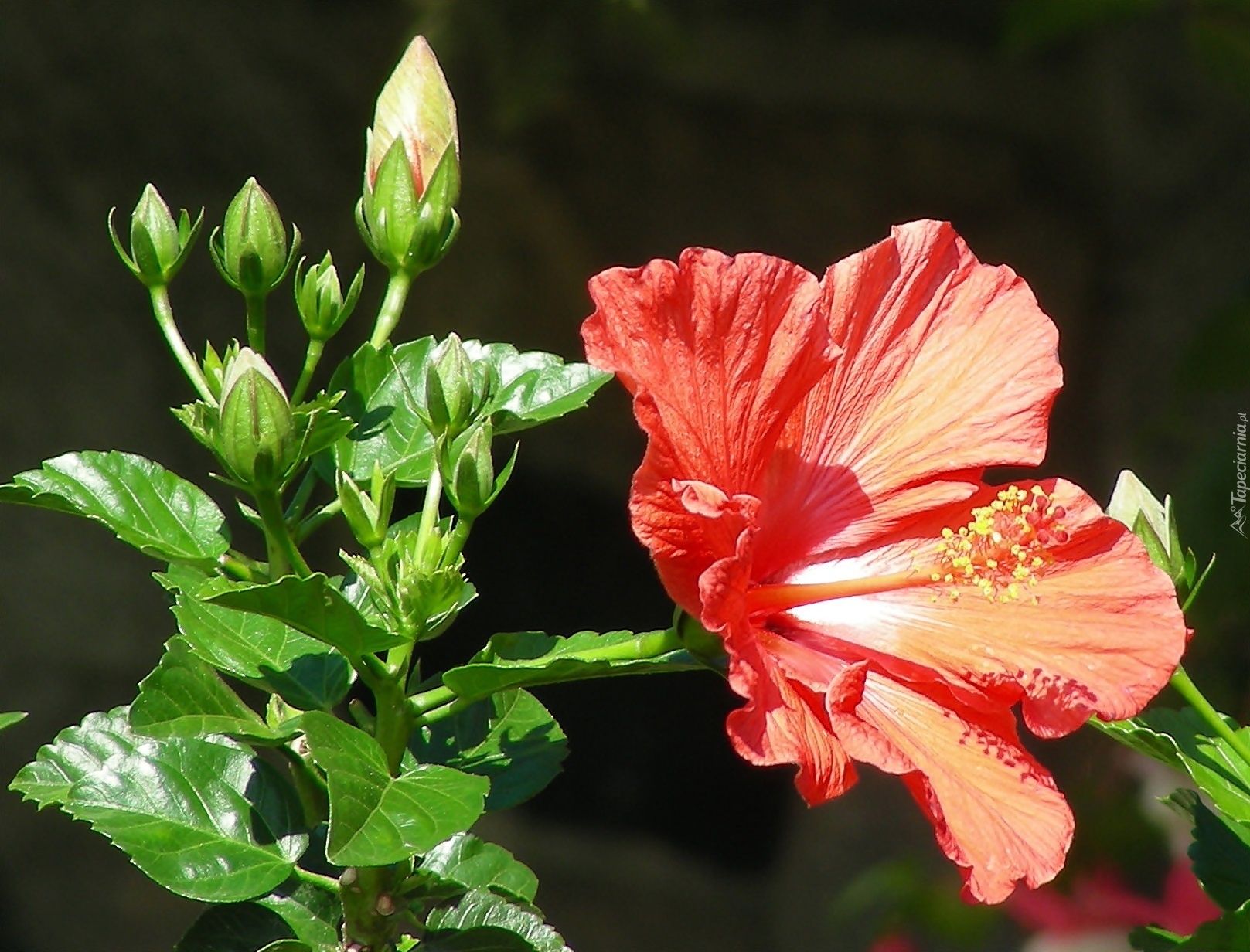 Hibiskus, Pąki, Liście