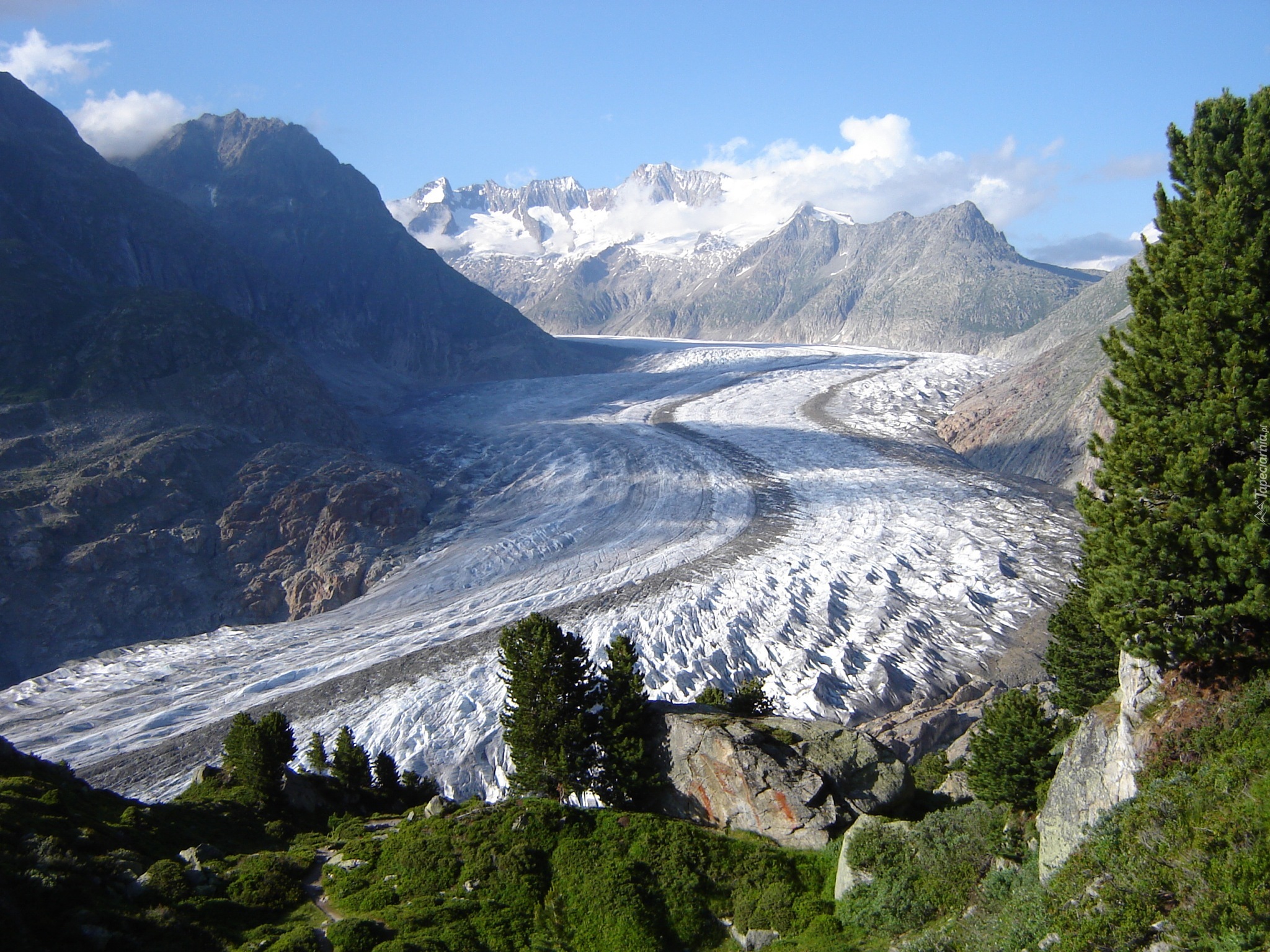 Alpy, Berneńskie, Lodowiec, Aletschgletscher, Rośliny, Szwajcaria