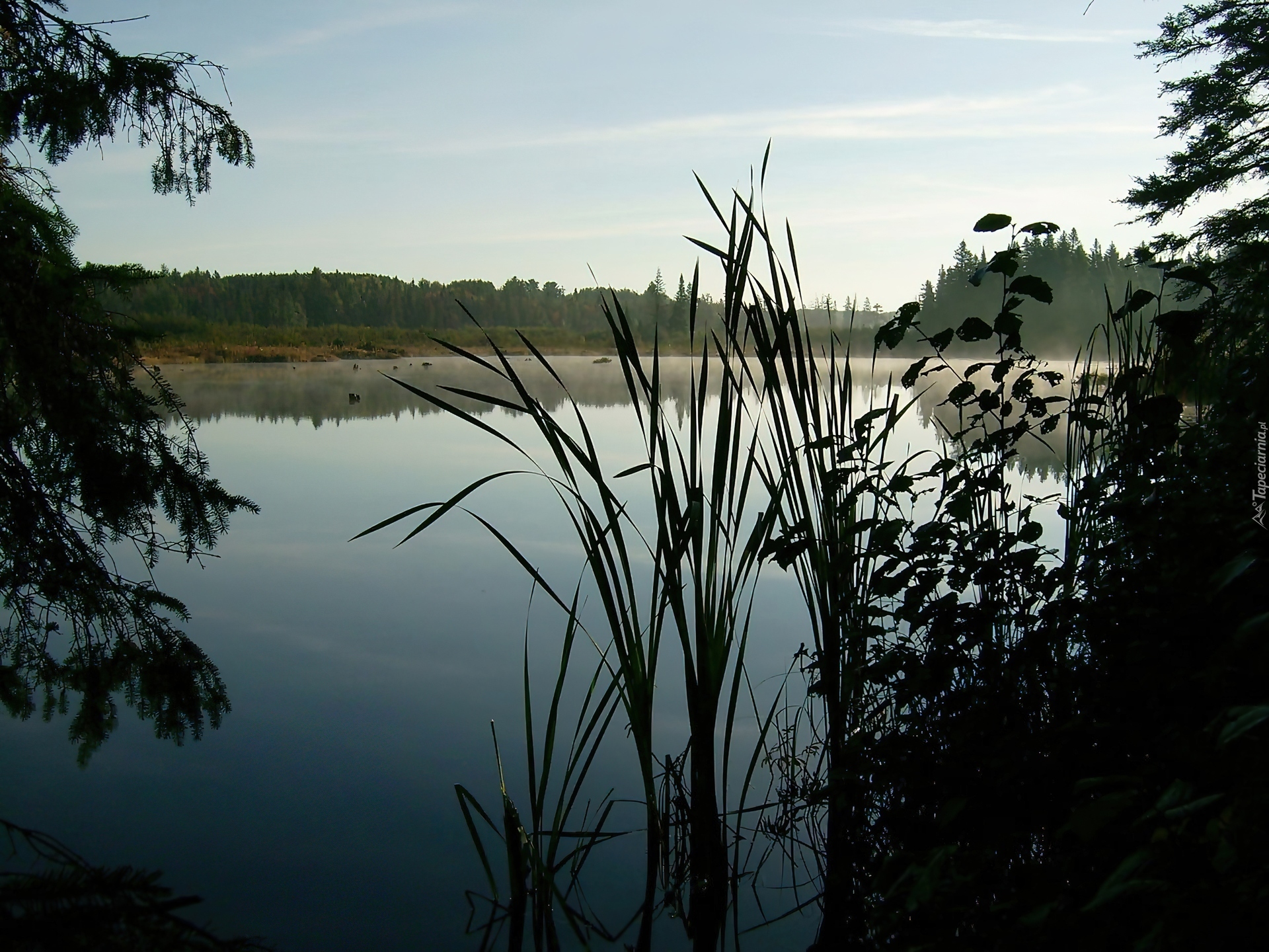 Las, Jezioro, Drzewa, Trzciny