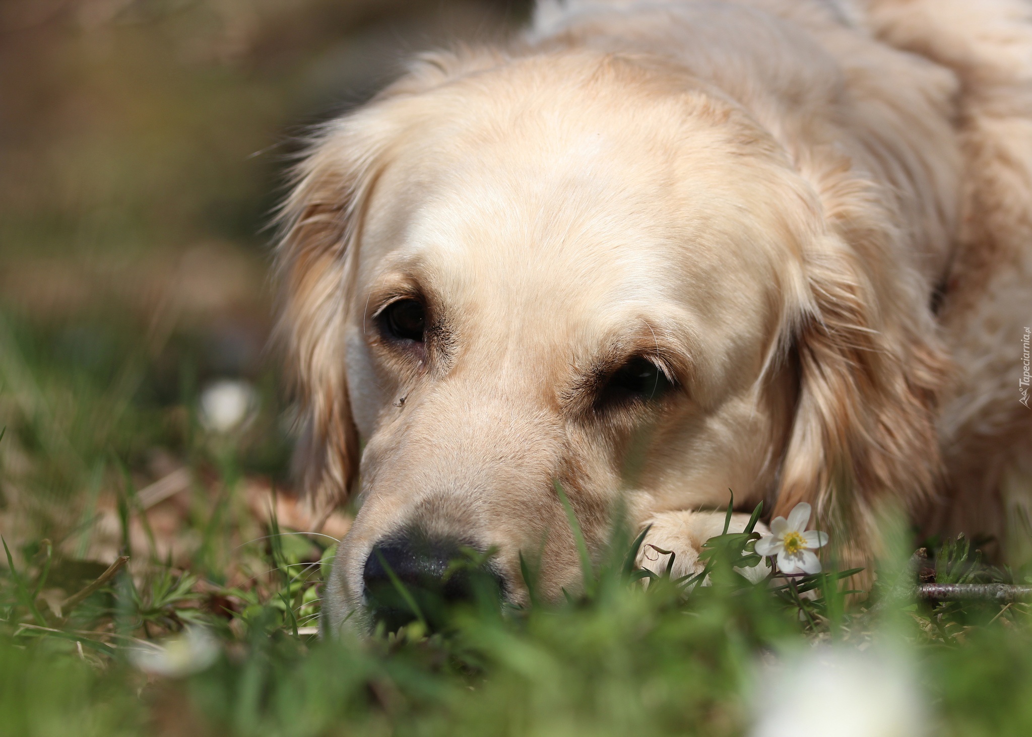 Biały, Pies, Golden retriever, Trawa