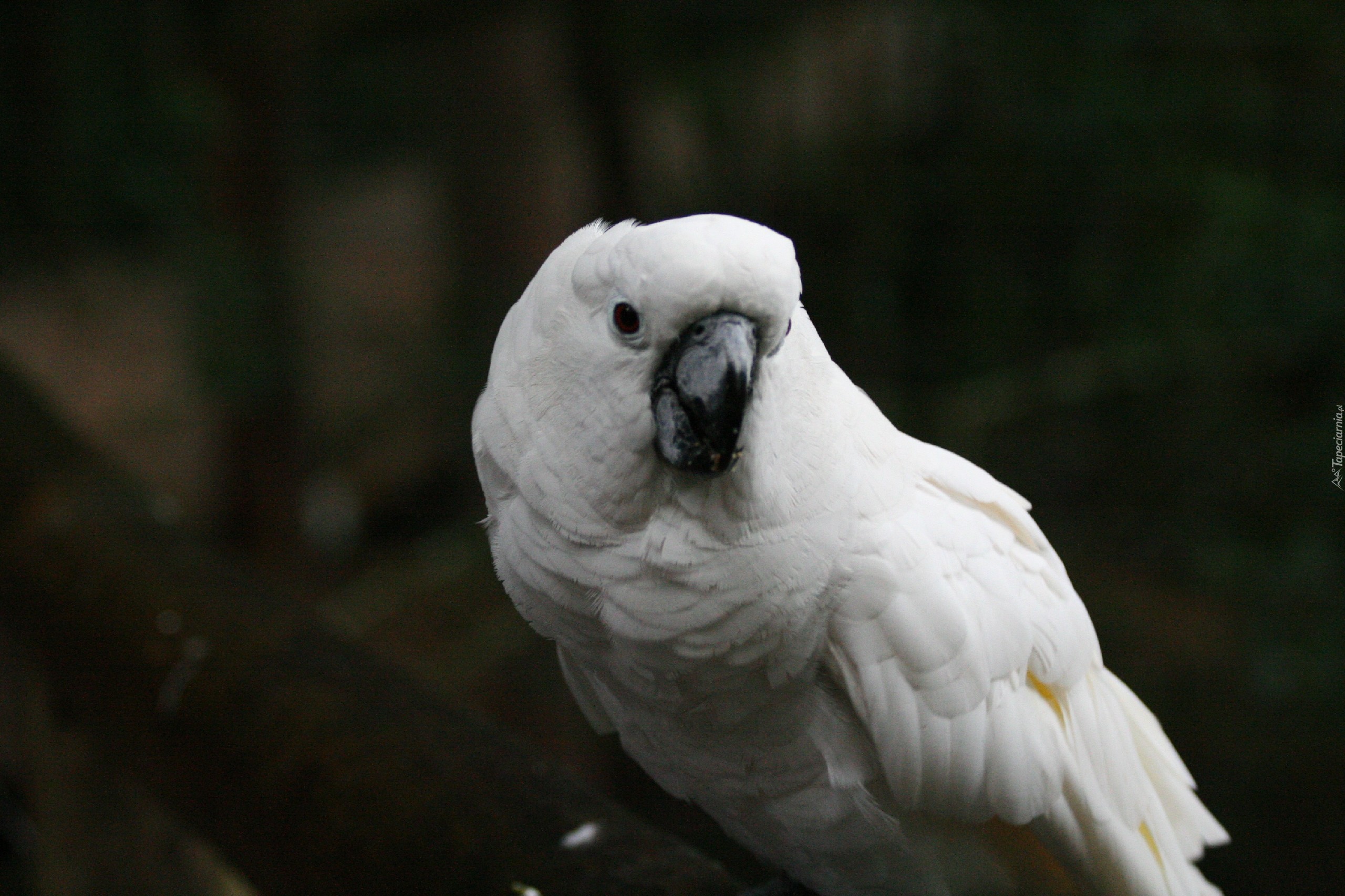Biała, Papuga, Kakadu