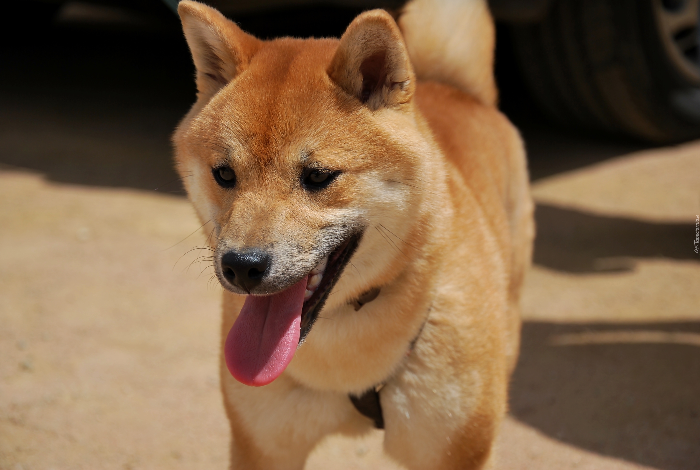 Shiba Inu, Język