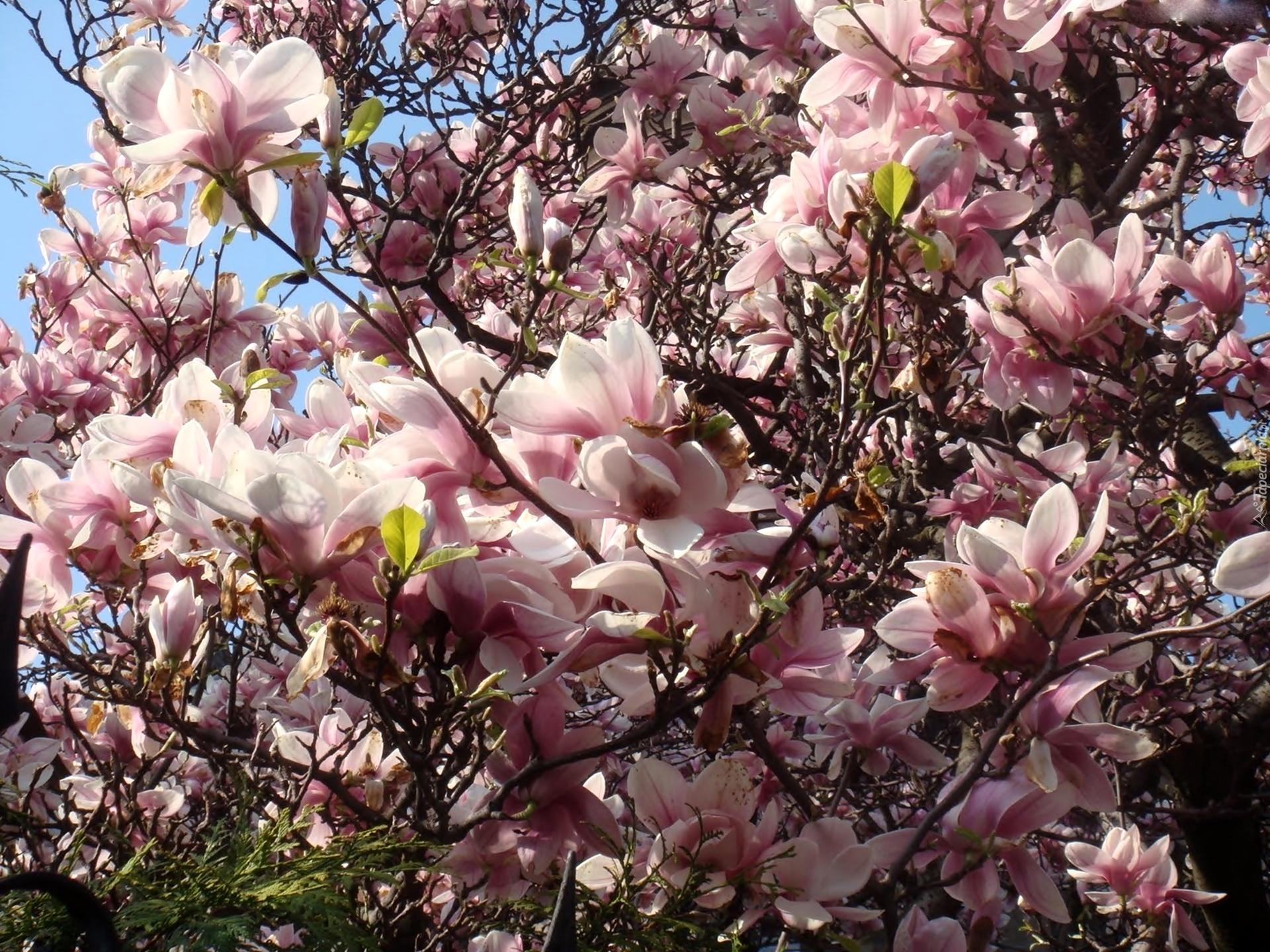 Kwiaty, Magnolia