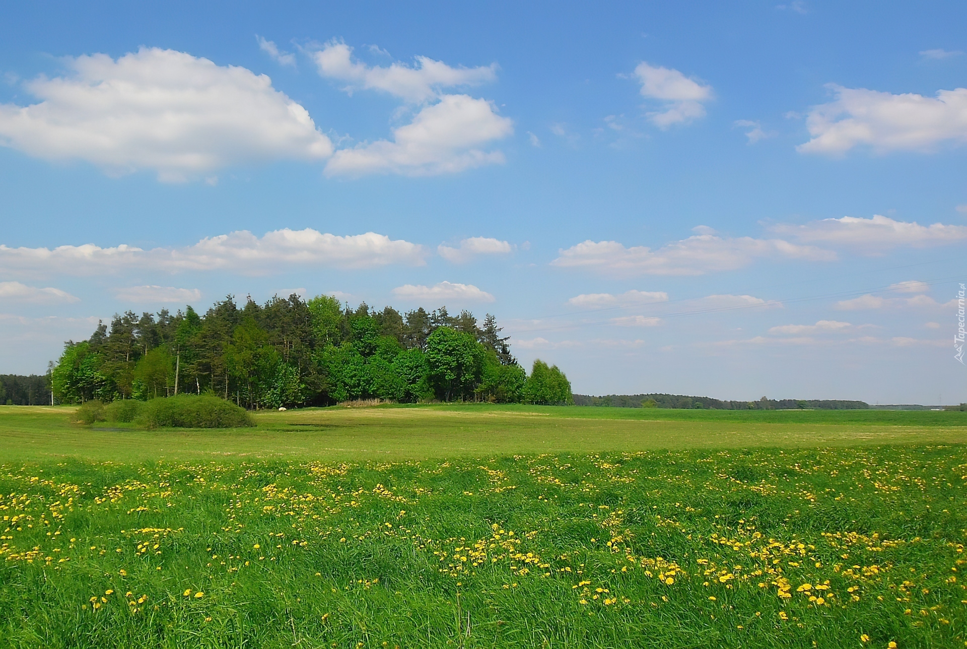 Wiosna, Łąka, Drzewa