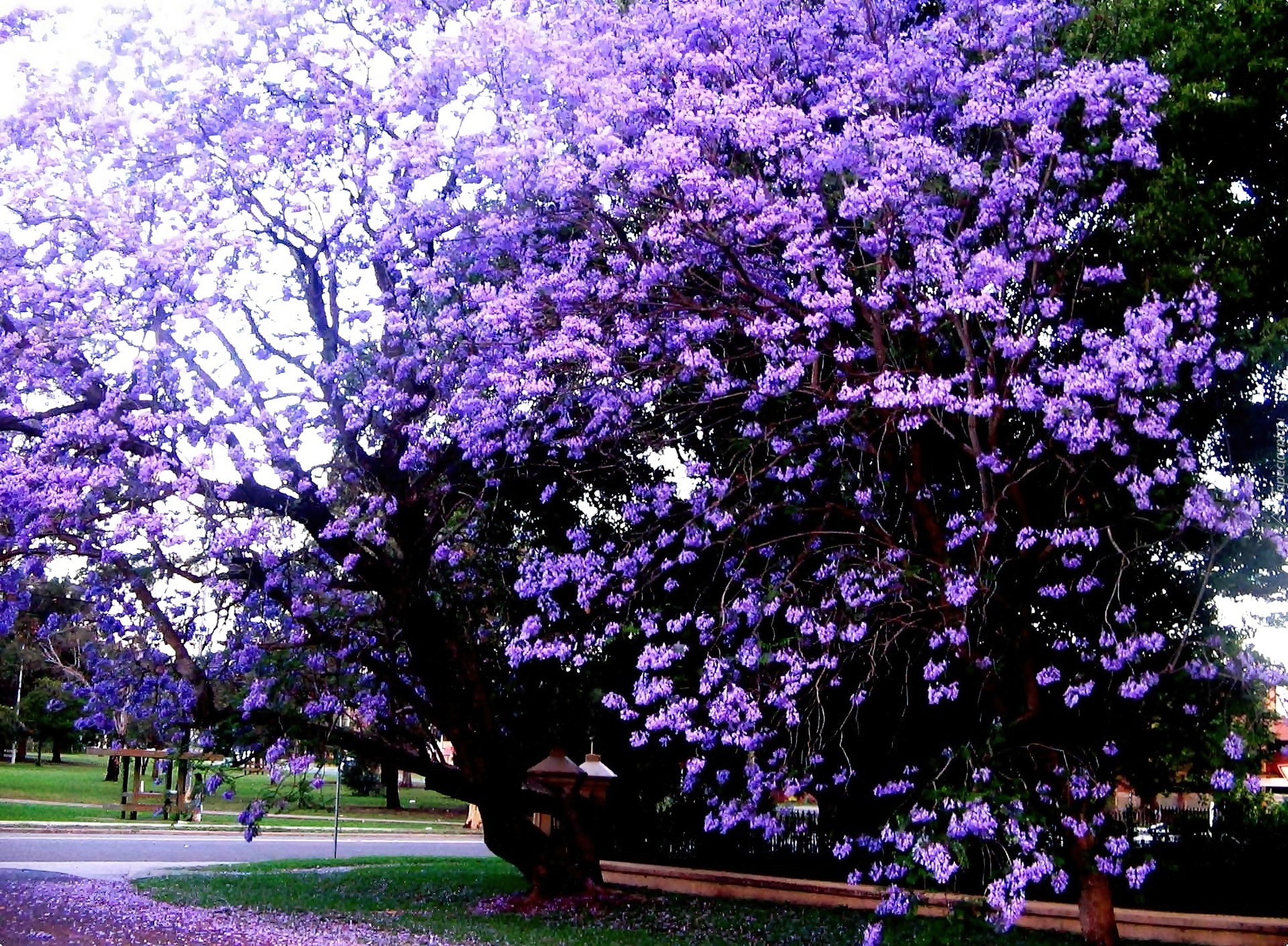 Park, Kwitnąca, Jacaranda