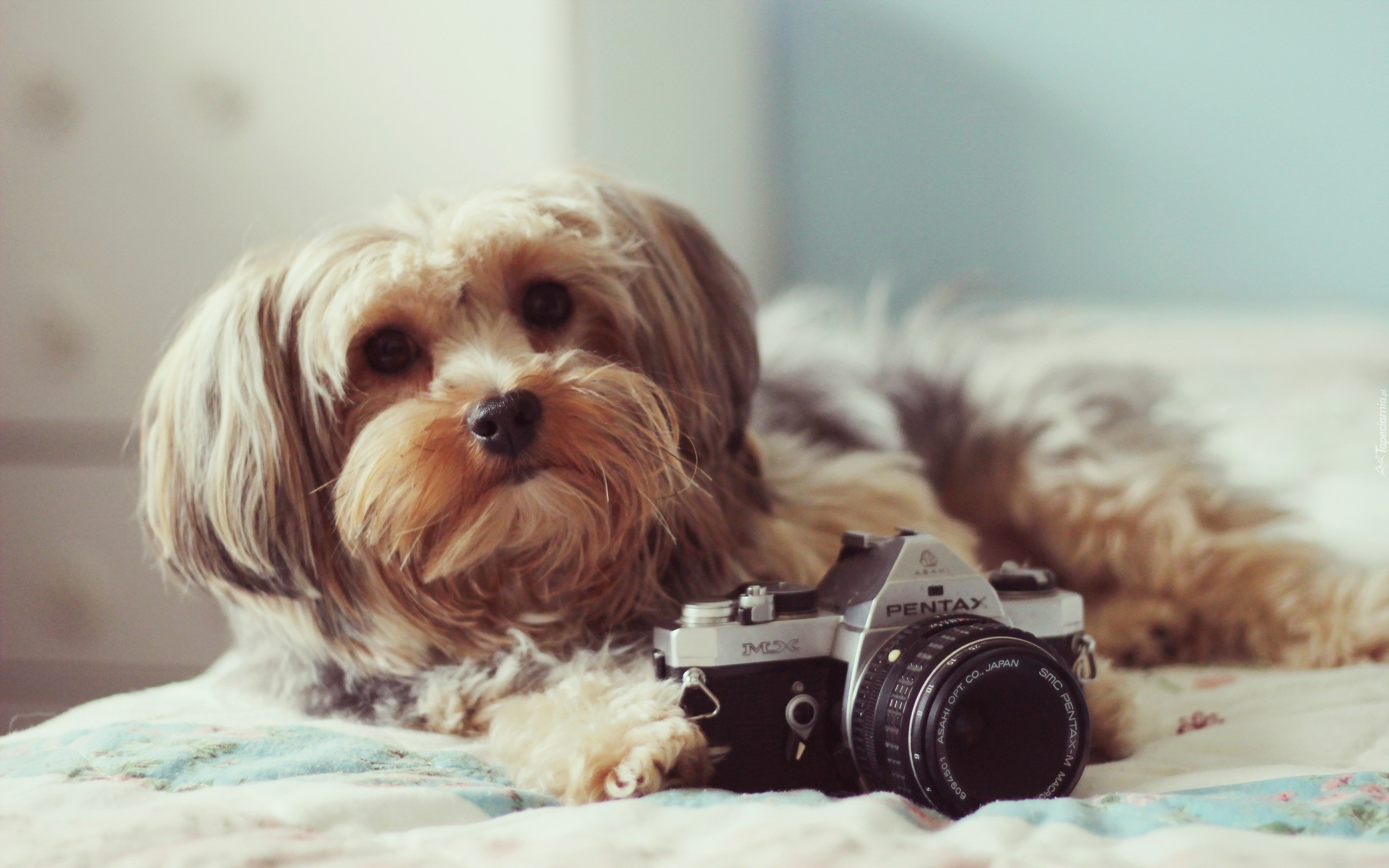 Pies, Aparat, Pentax, Shih Tzu