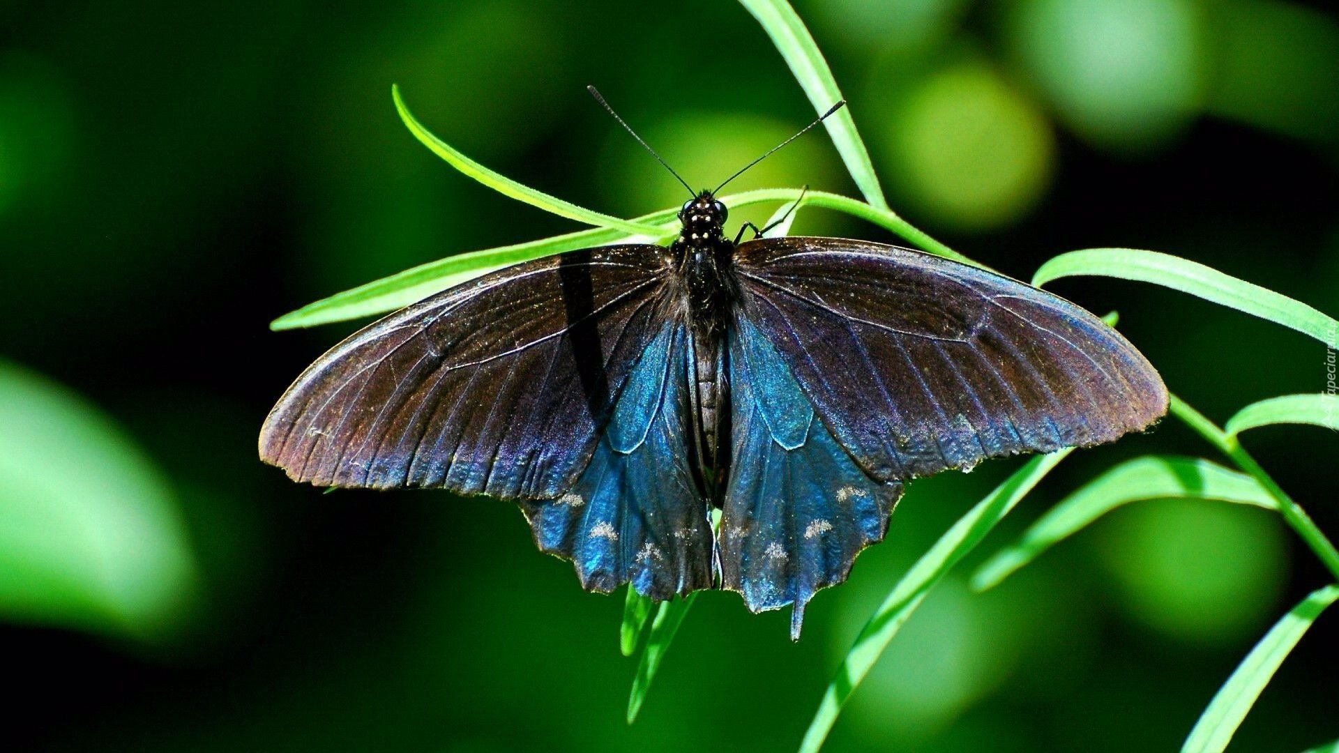 Piękny, Motyl, Trawa