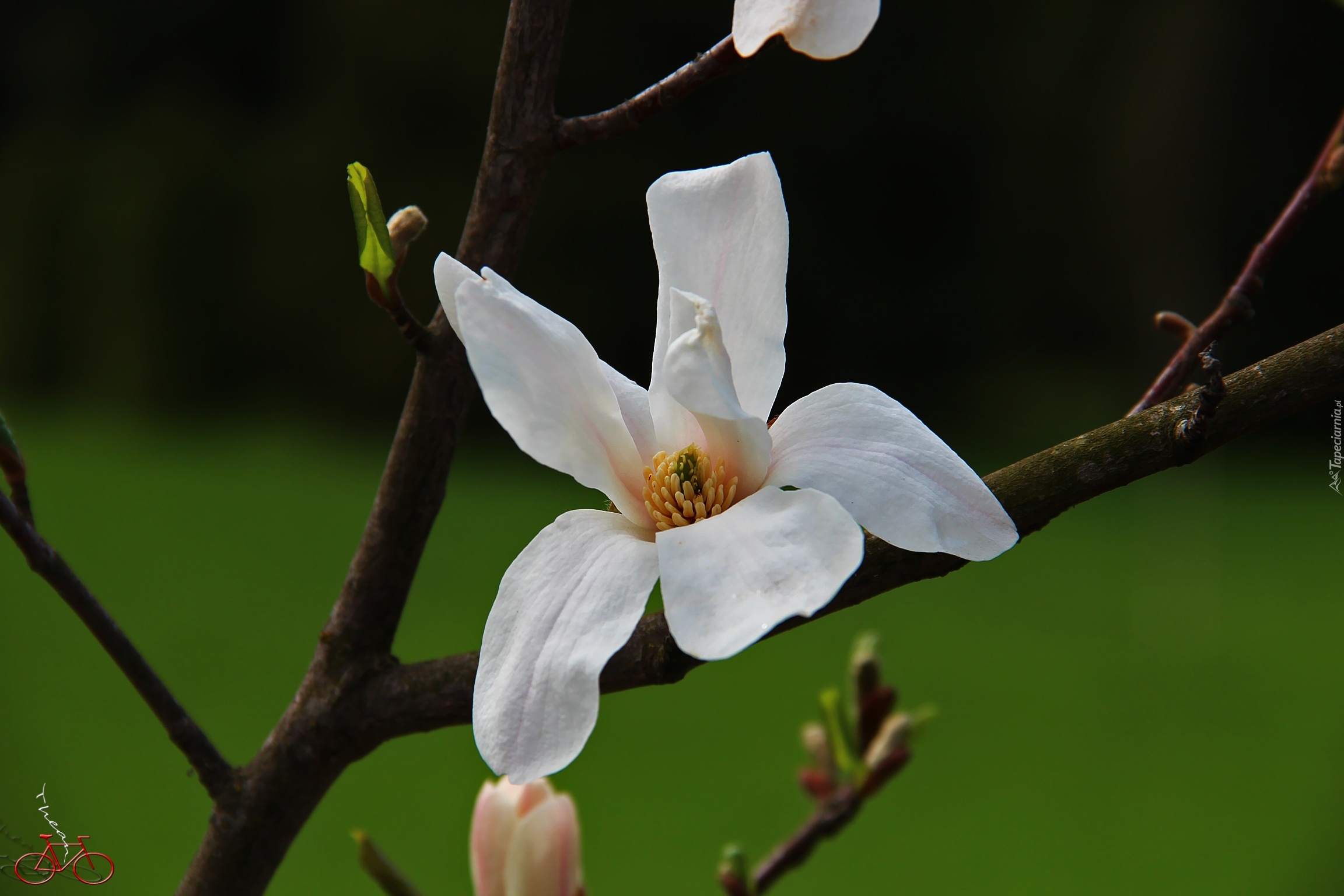 Magnolia Japońska, Biały, Kwiat