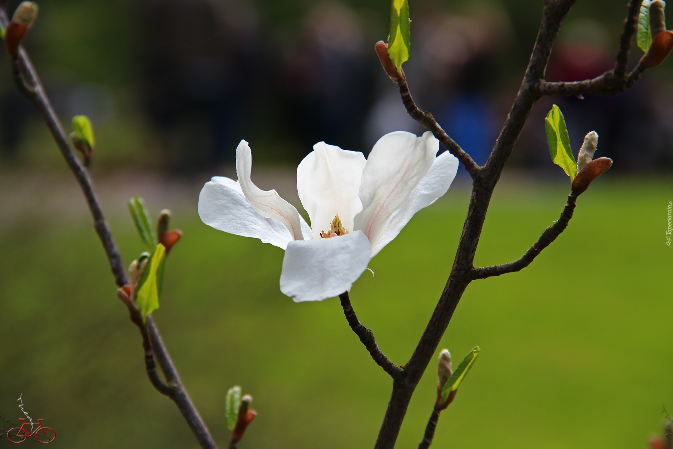 Magnolia Japońska, Biały, Kwiat