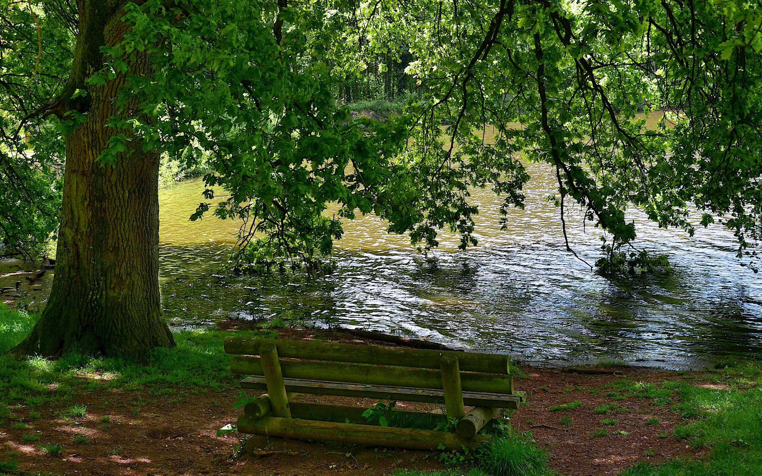 Park, Rzeka, Drzewo, Ławka