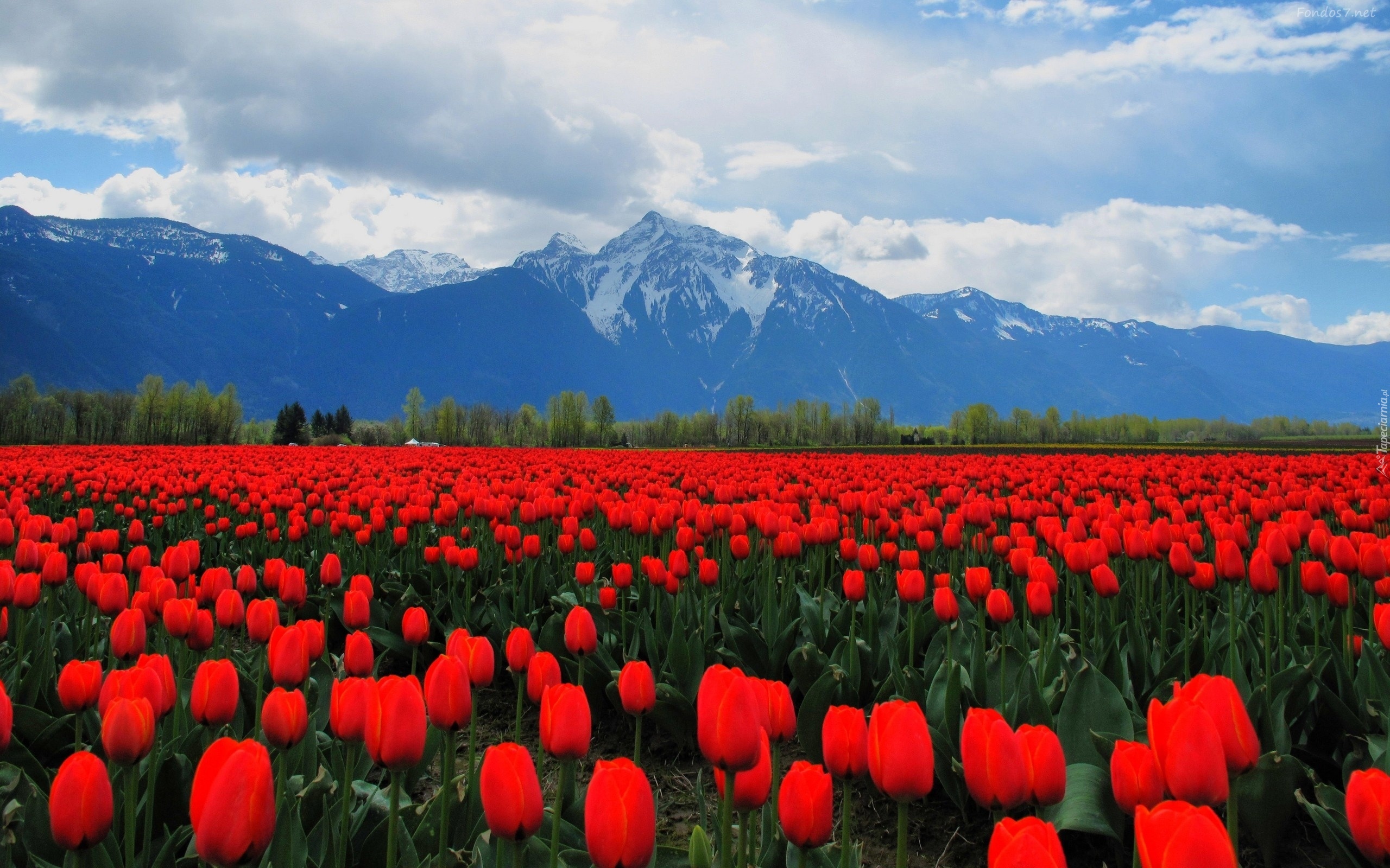 Czerwone, Tulipany, Góry