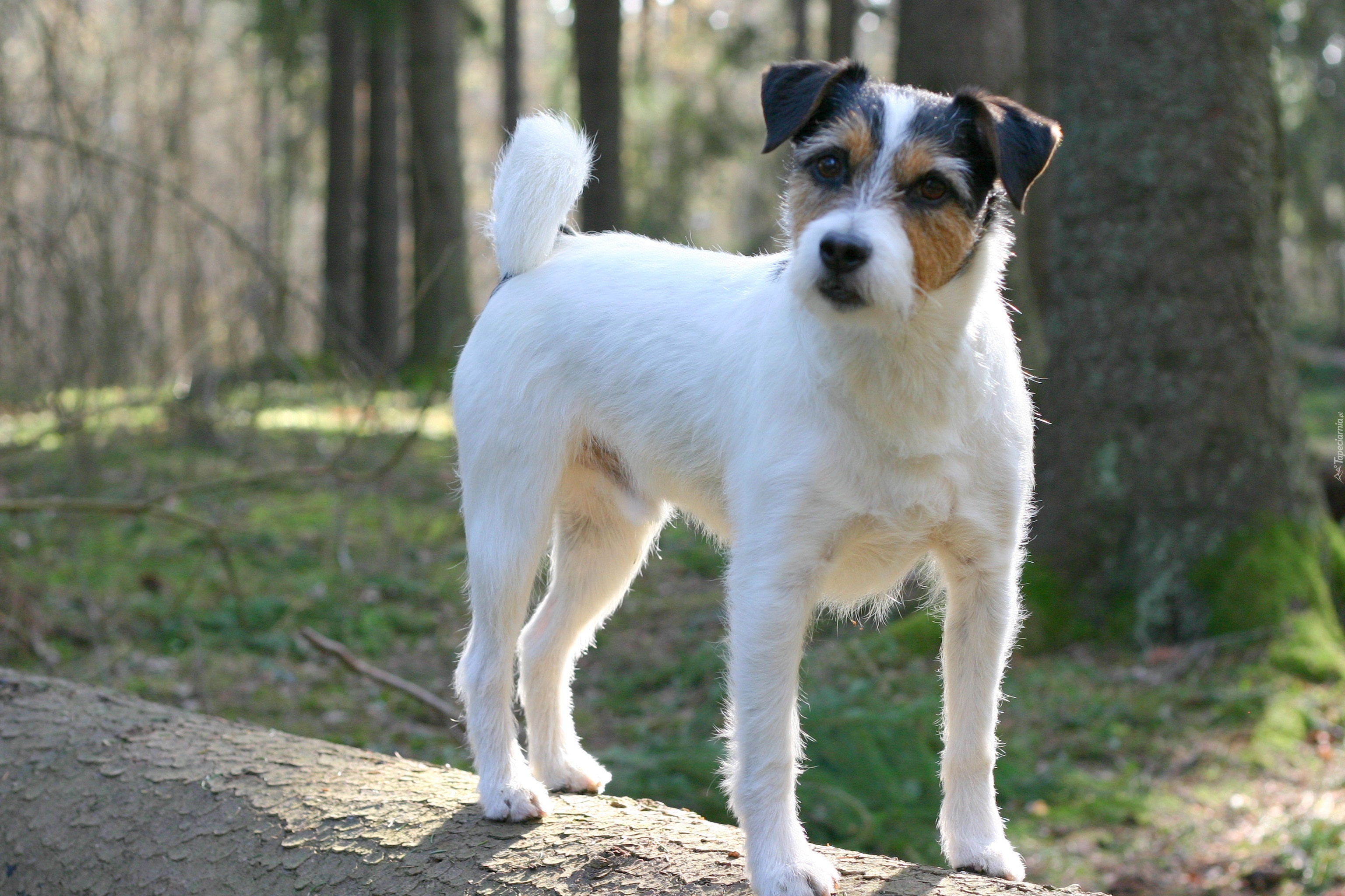 Parson Russell Terrier, Las