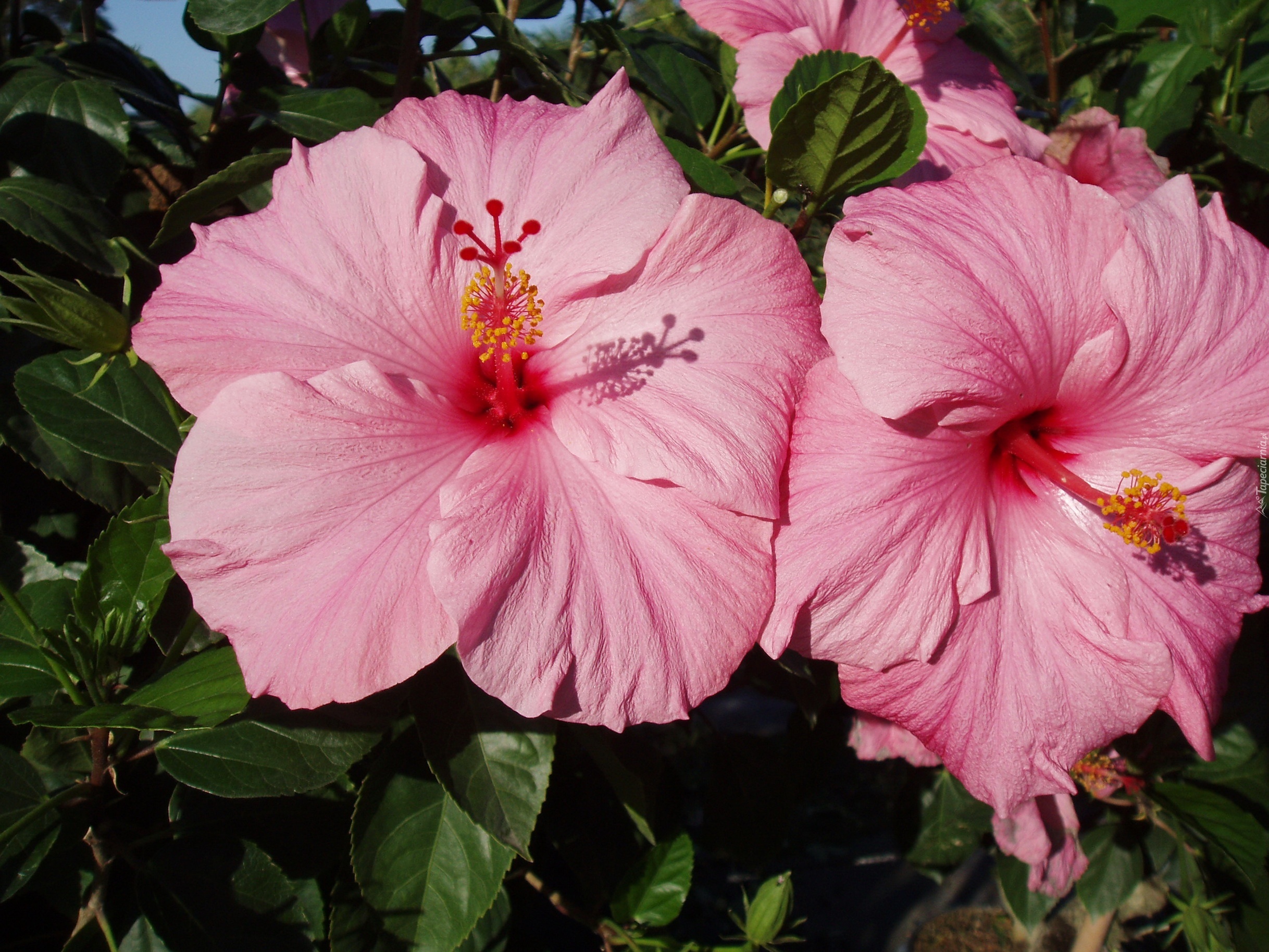 Różowy, Hibiskus