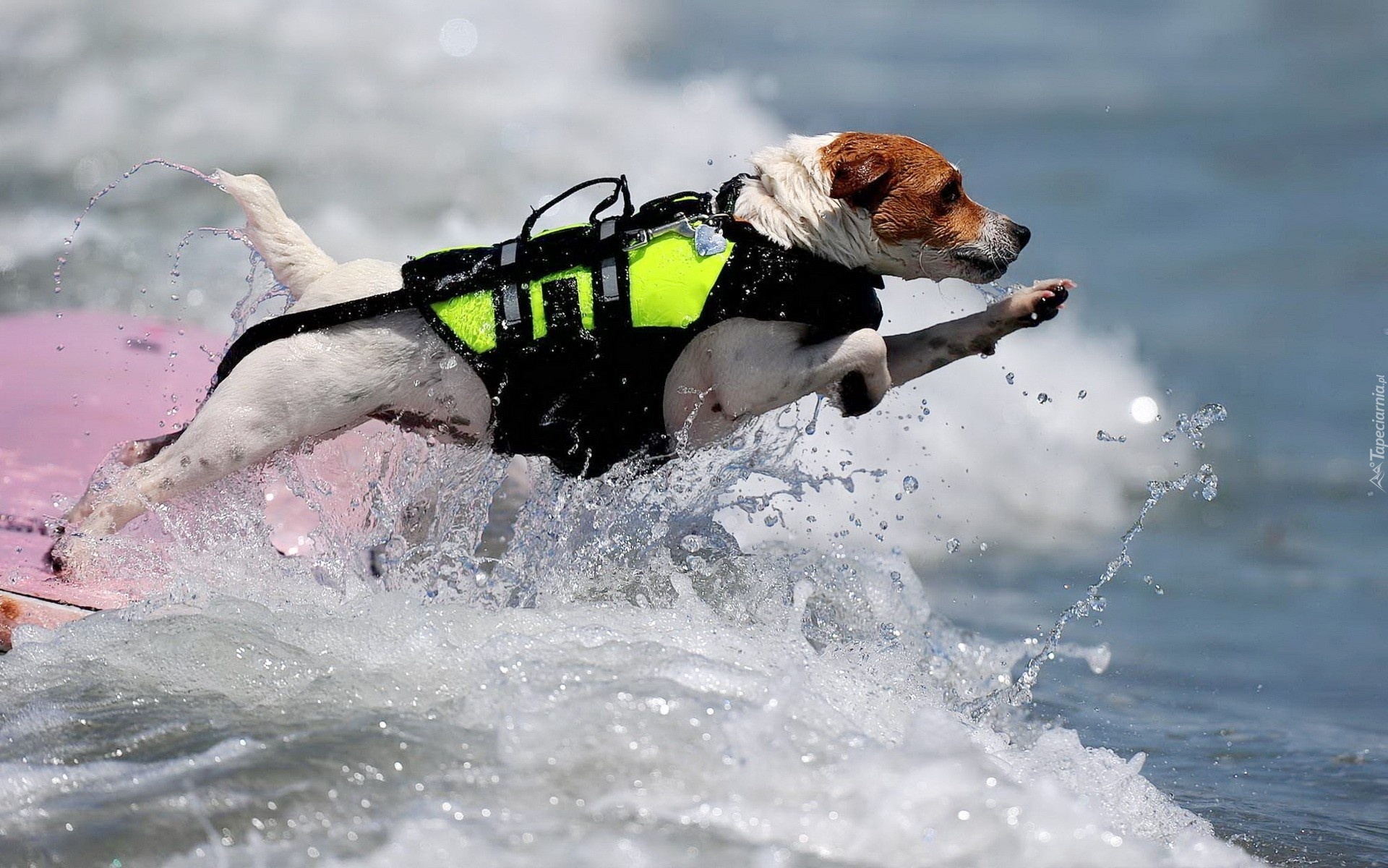 Jack Russell Terrier, Pies, Ratownik