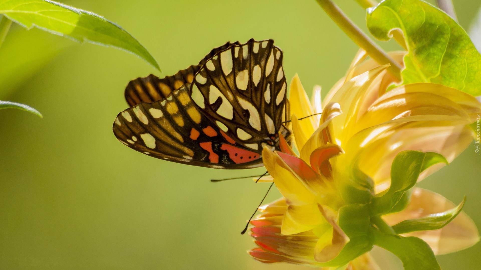 Motyl, Kwiat, Liście