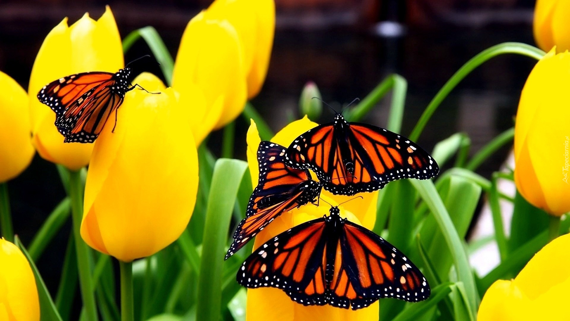 Żółte, Tulipany, Motyle, Monarcha, Danaid wędrowny