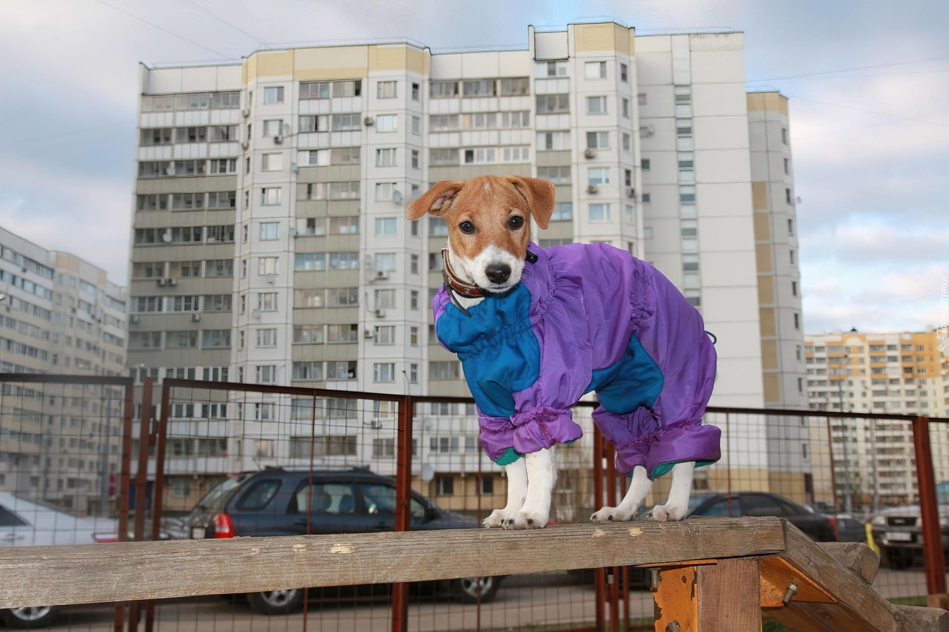 Parson Russell Terrier, Ubranko, Domy