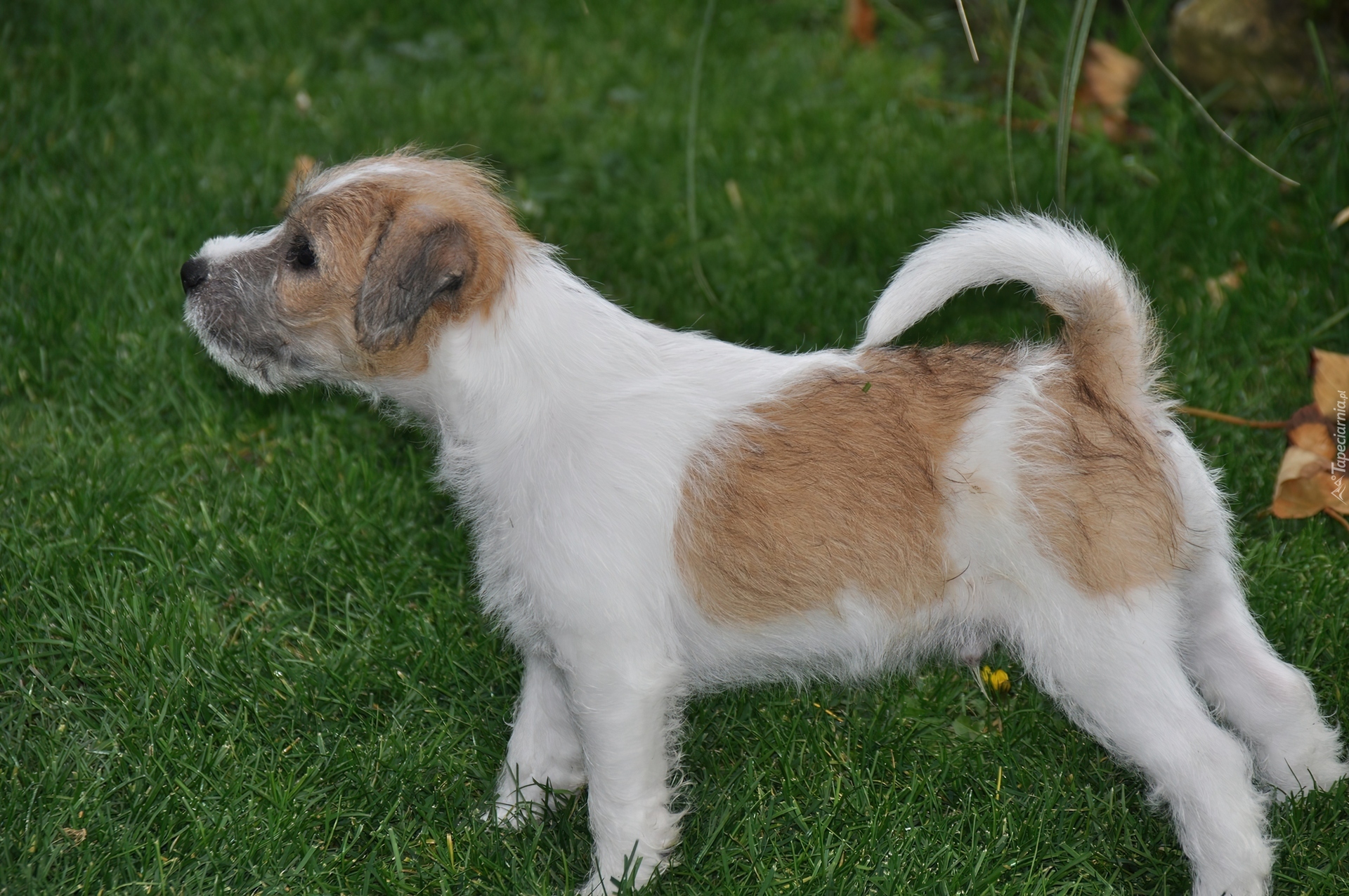 Parson Russell Terrier, Trawa