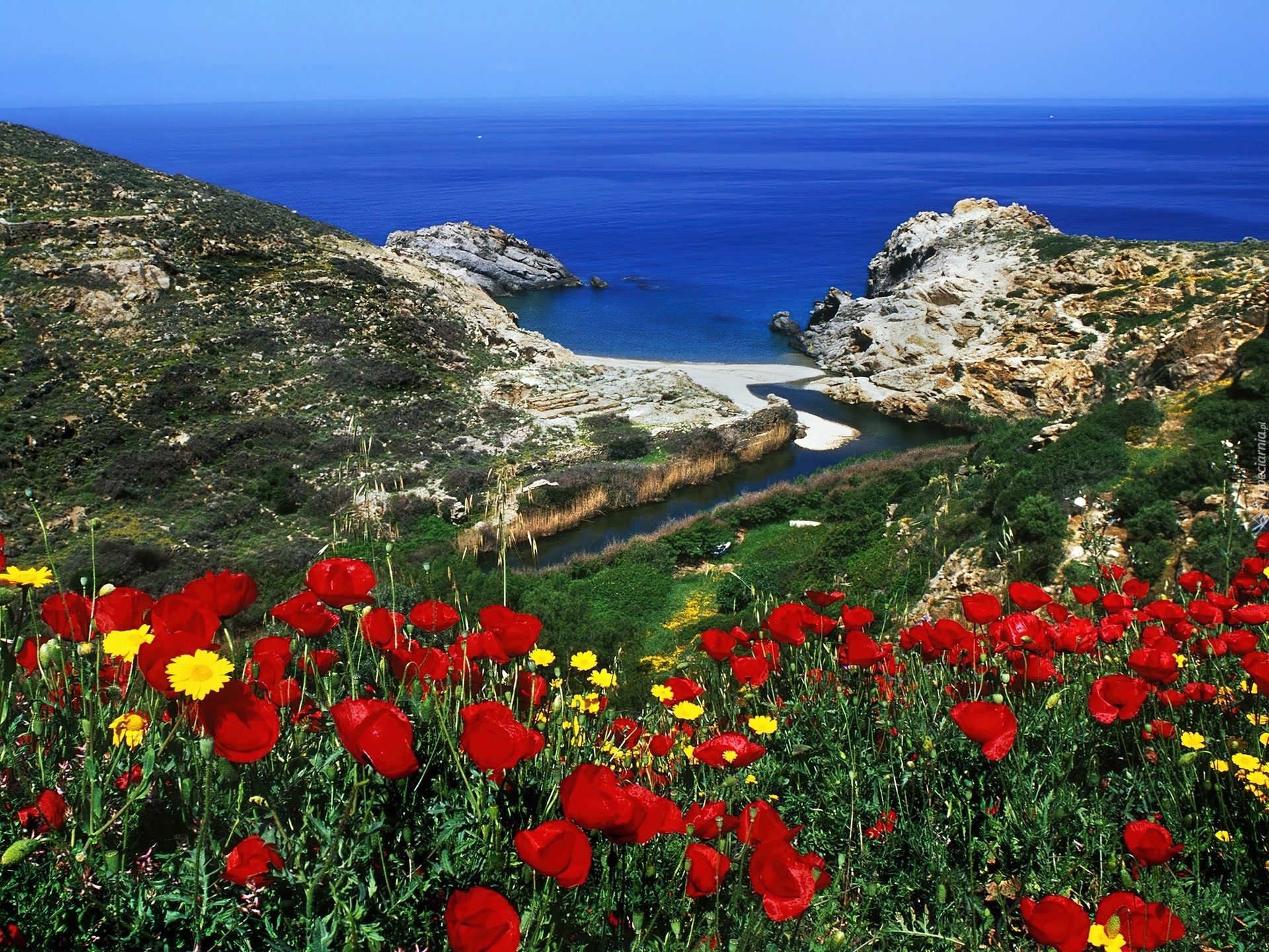 Дикие цветы турция. Родос остров роз. Маковые поля на Кипре. Крит остров Греция растительность.