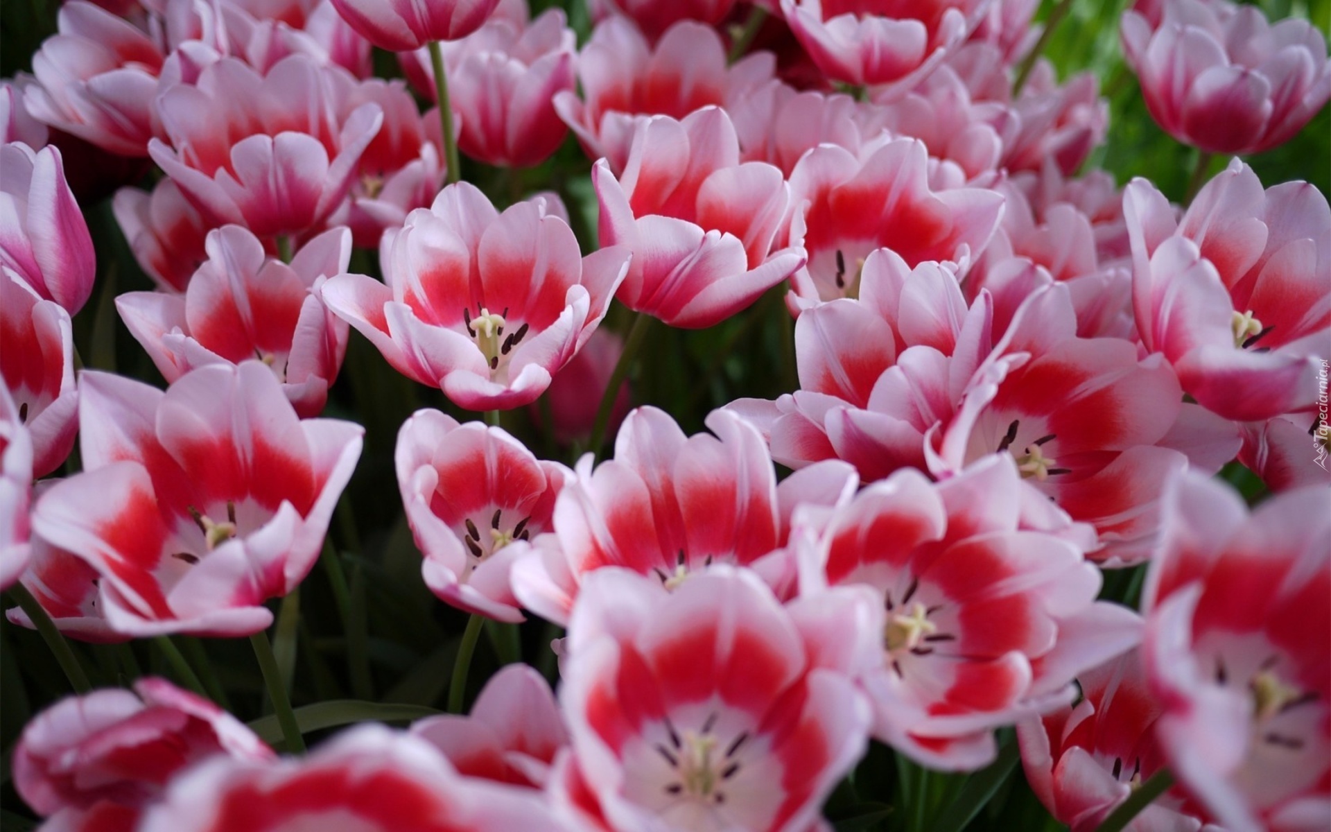 Kolorowe, Tulipany