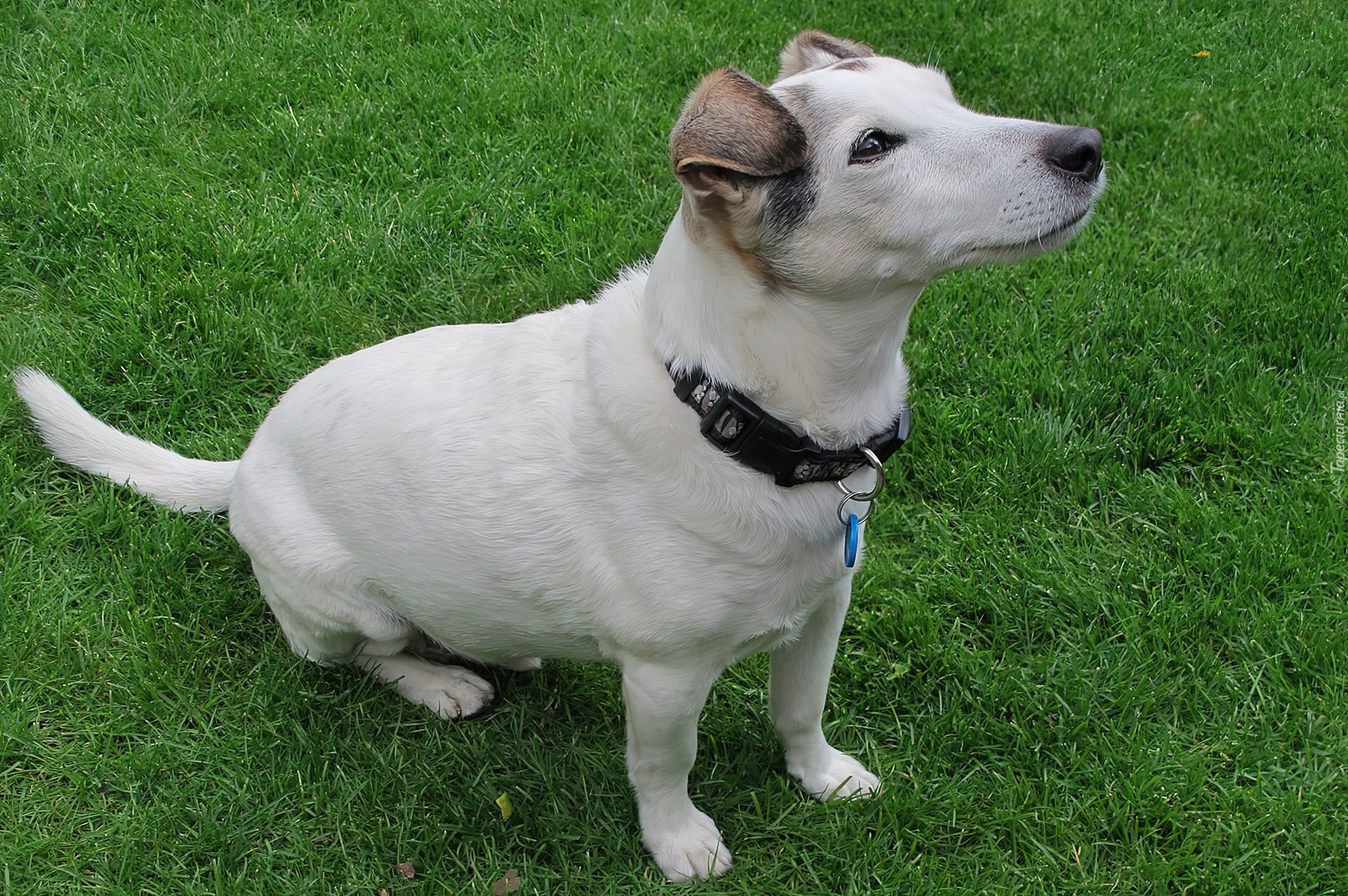 Parson Russell Terrier, Trawa