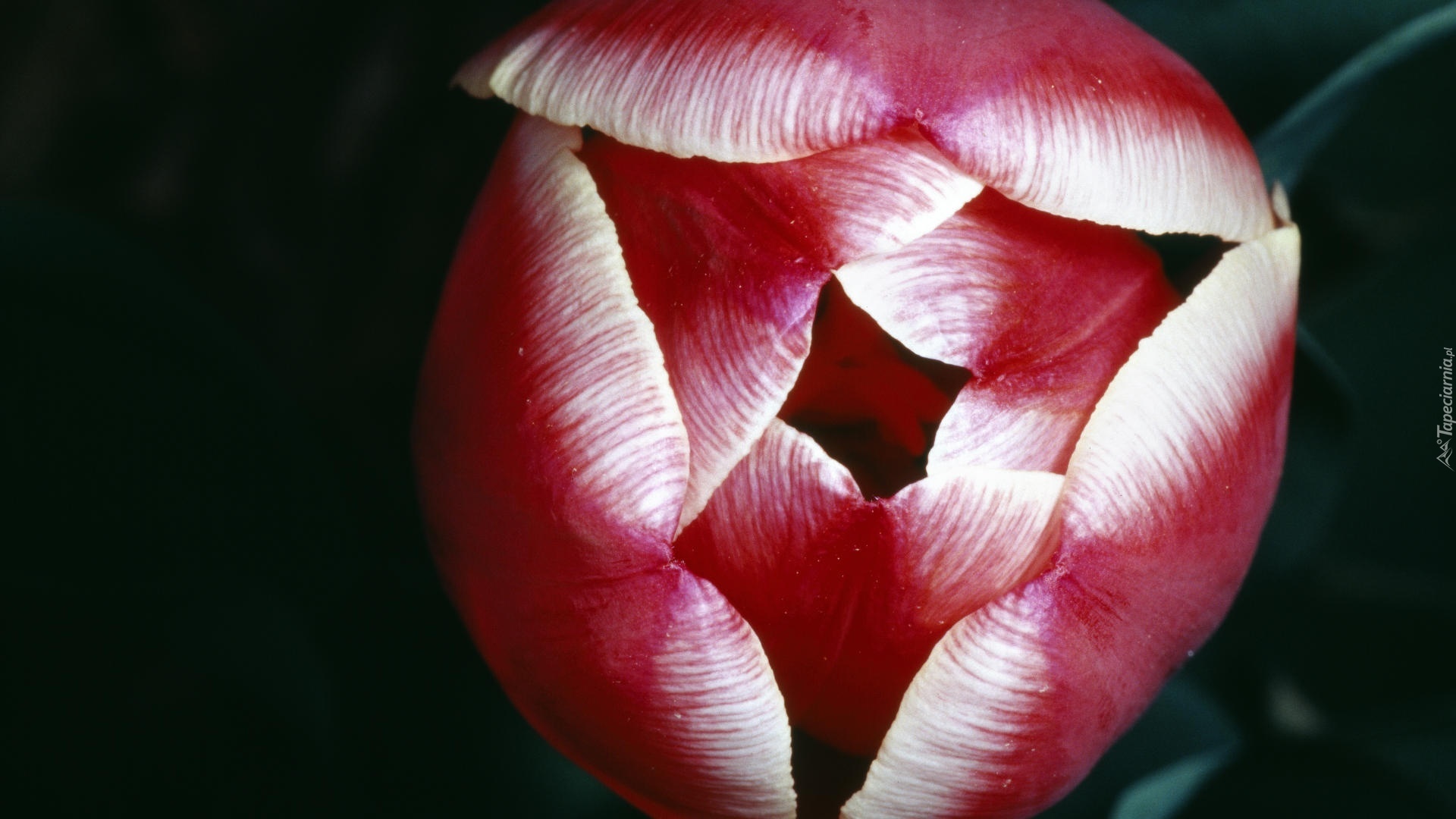 Tulipan