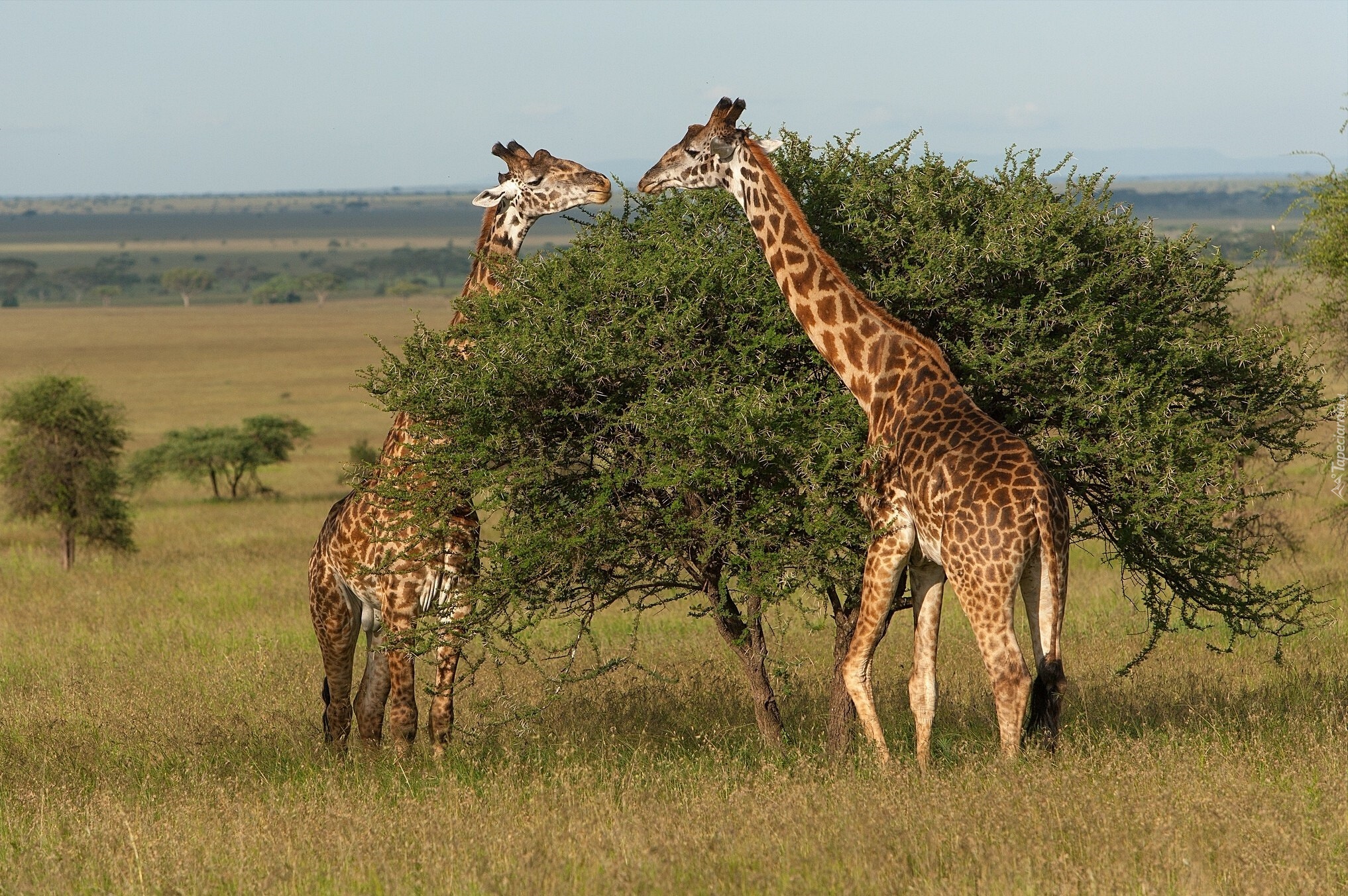 Żyrafy, Sawanna, Park Narodowy Serengeti, Tanzania