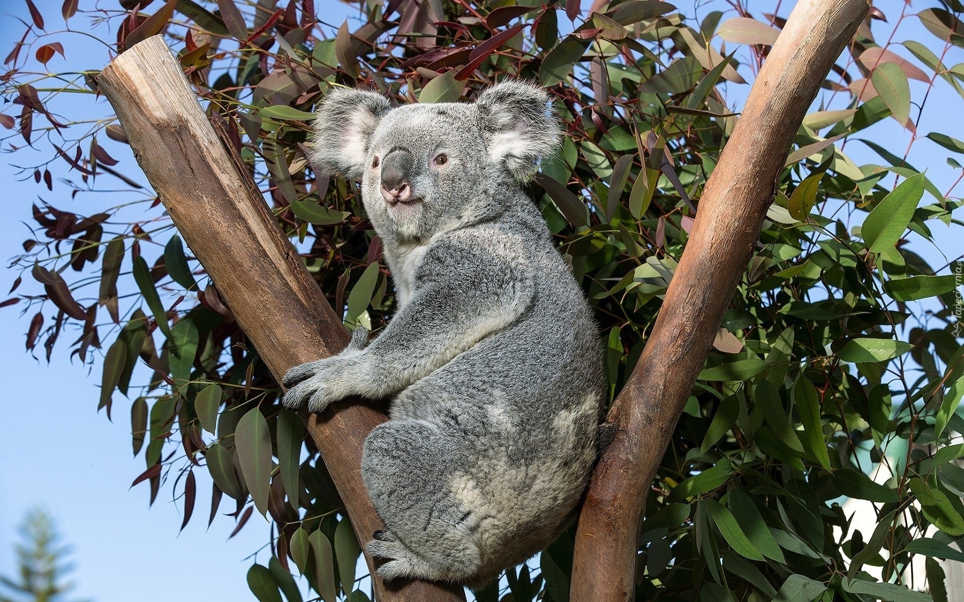 Miś, Koala, Drzewo