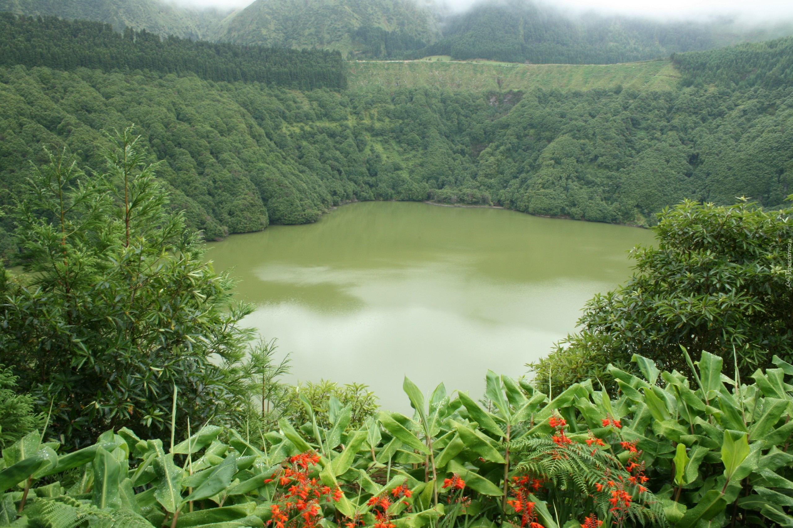 Jezioro, Zalesione, Góry, Kwiatki, Sao Miguel, Portugalia