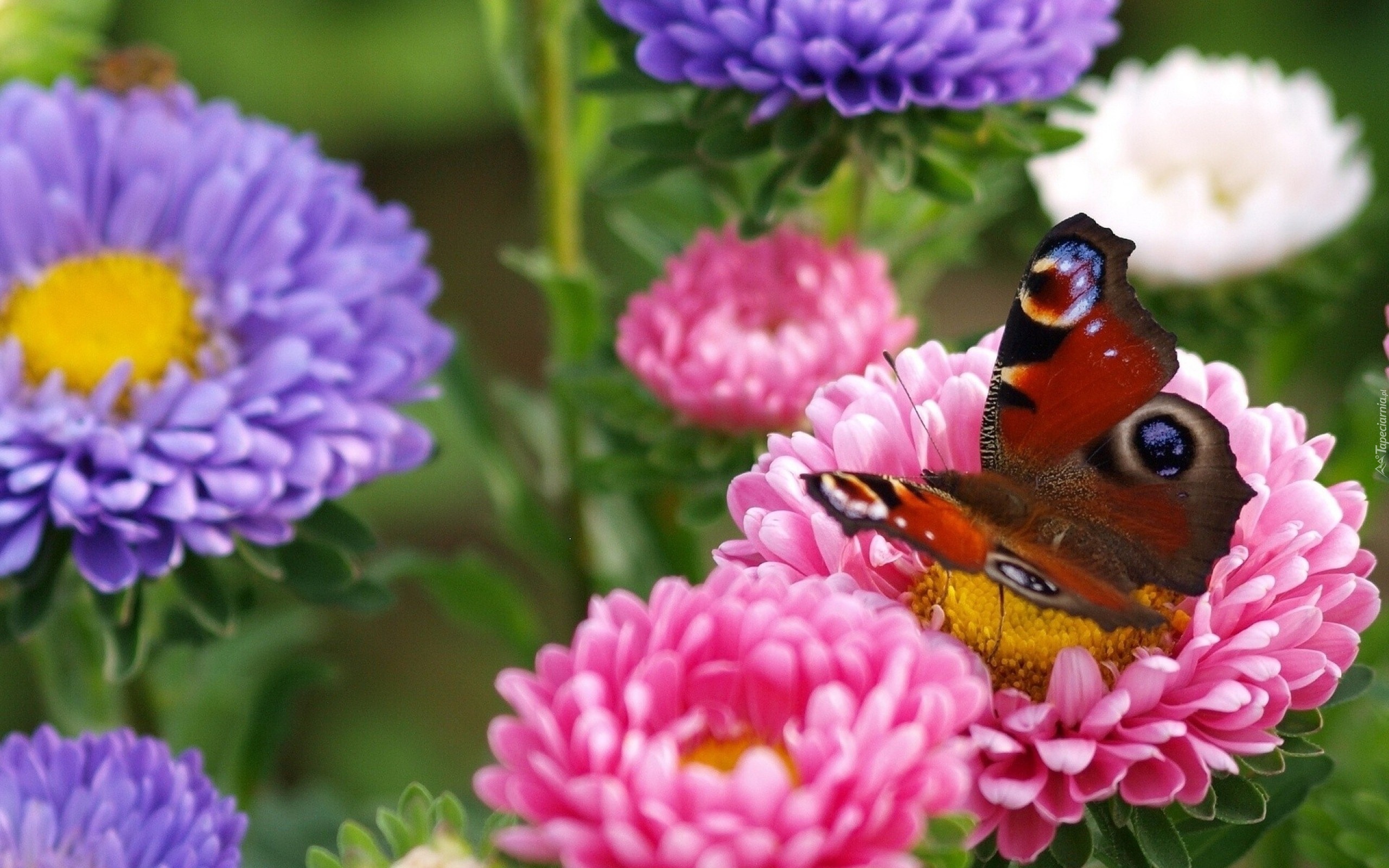 Motyl, Kolorowe, Kwiaty