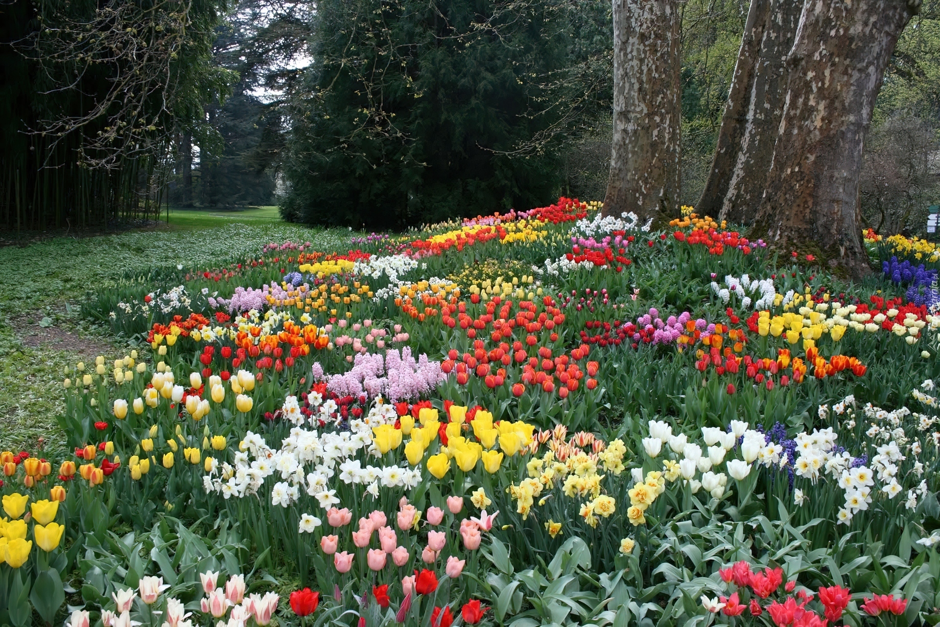 Park, Kwiaty, Tulipany