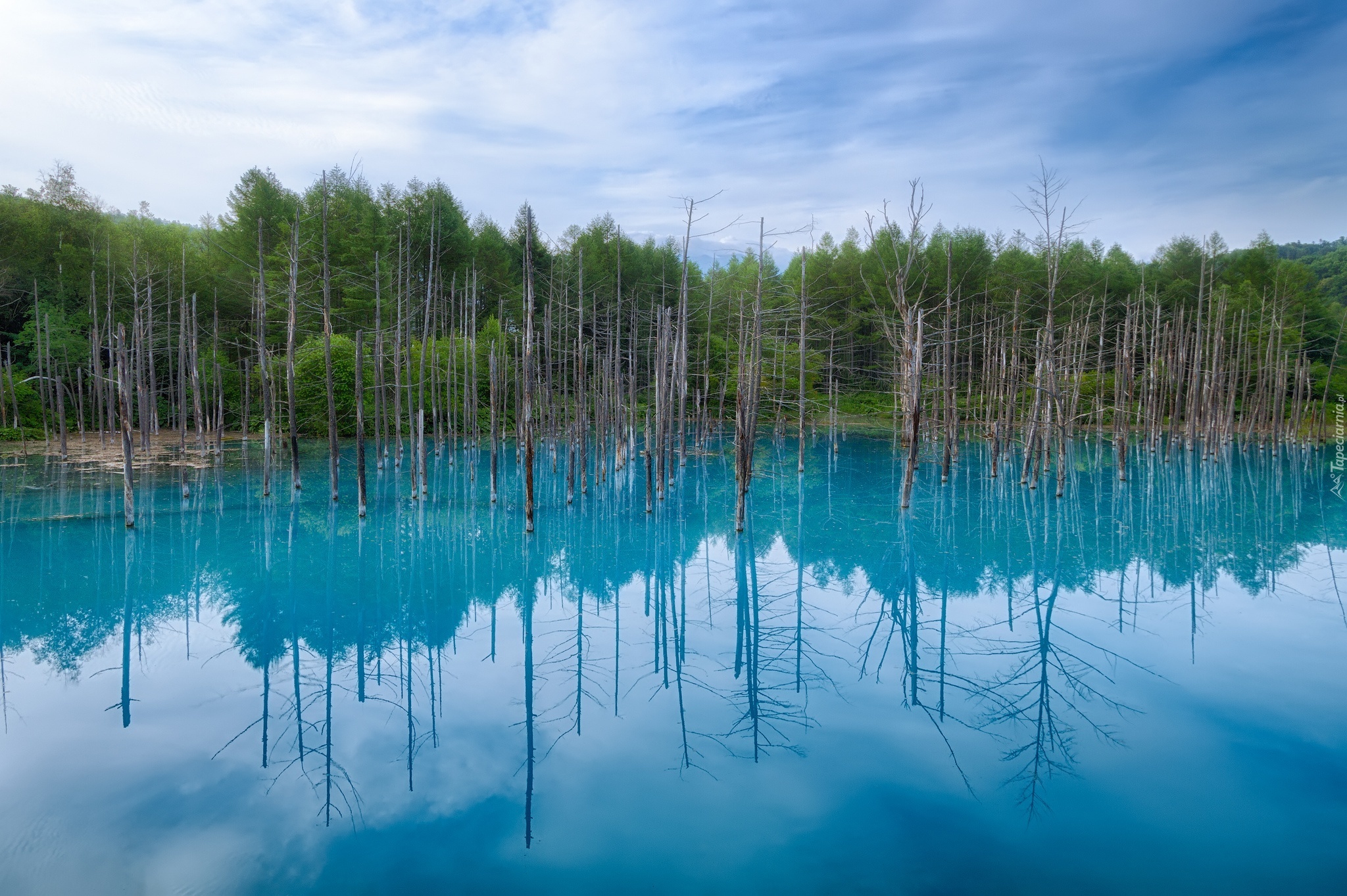 Błękitny, Staw, Hokkaido, Japonia, Drzewa