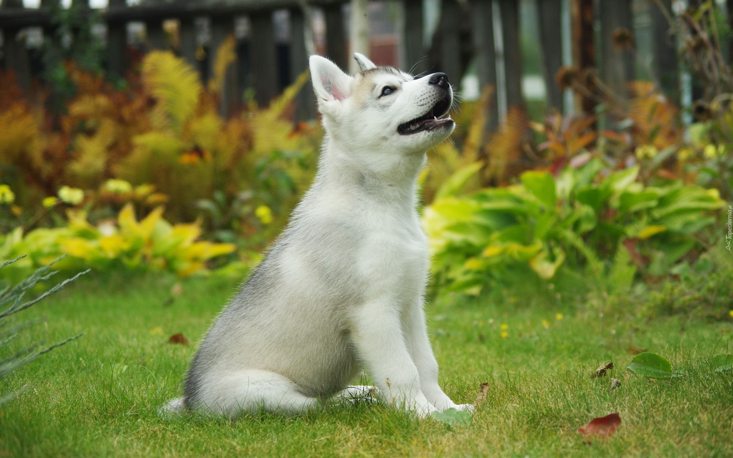 Husky, Szczeniak, Ogród