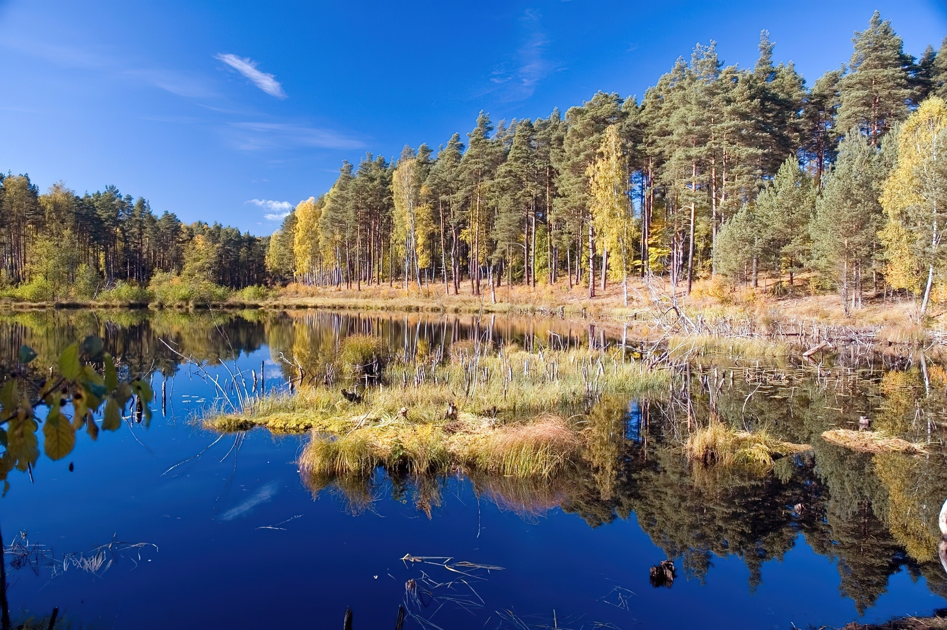 Jezioro, Las, Trawa