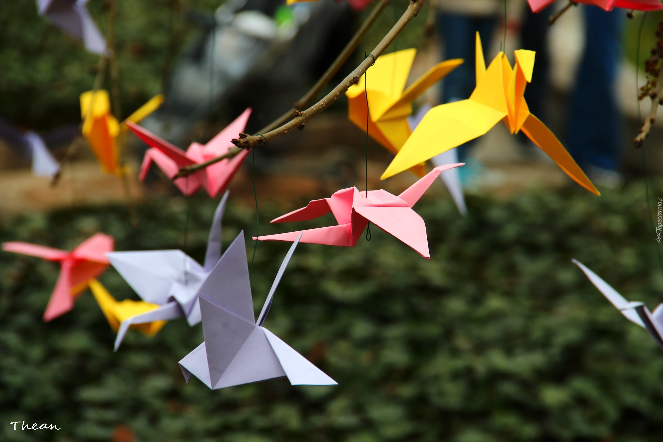 Origami, Kolorowe, Kartki, Ptaki