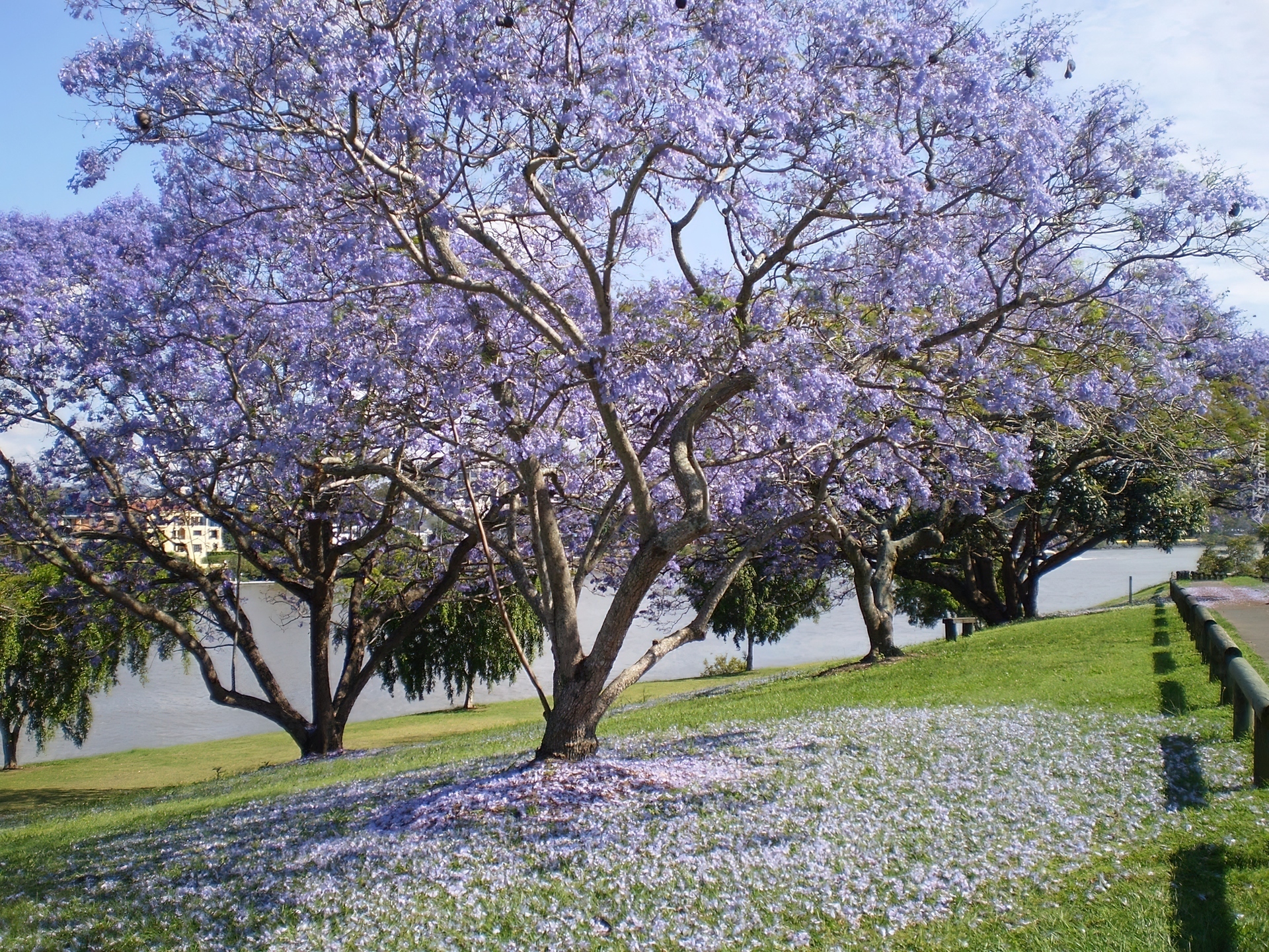 Łąka, Kwitnąca, Jacaranda