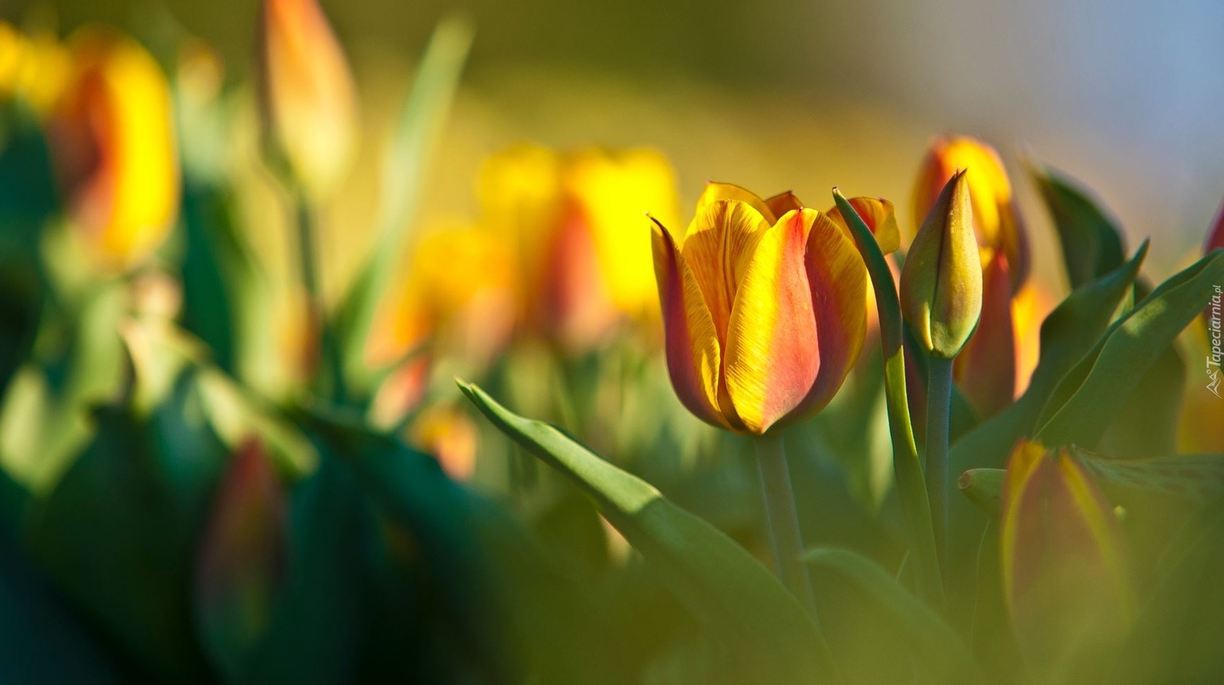 Żółte, Tulipany