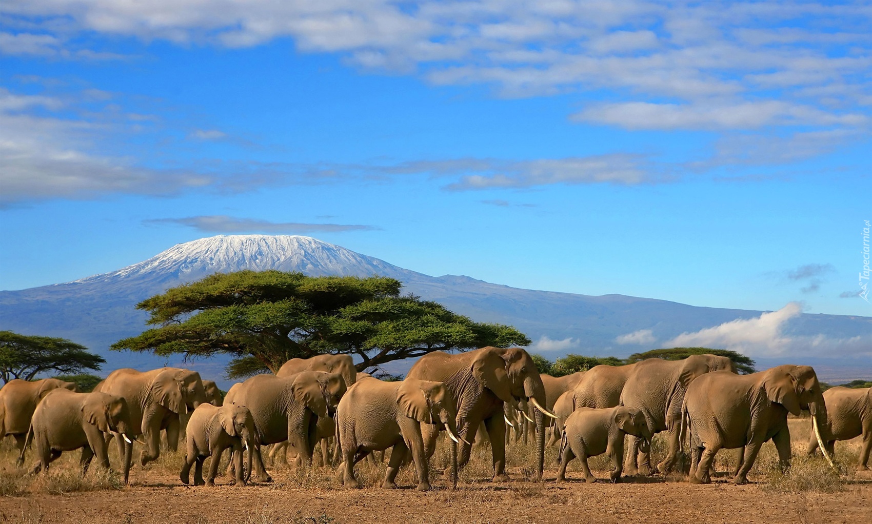 Słonie, Baobab, Góry