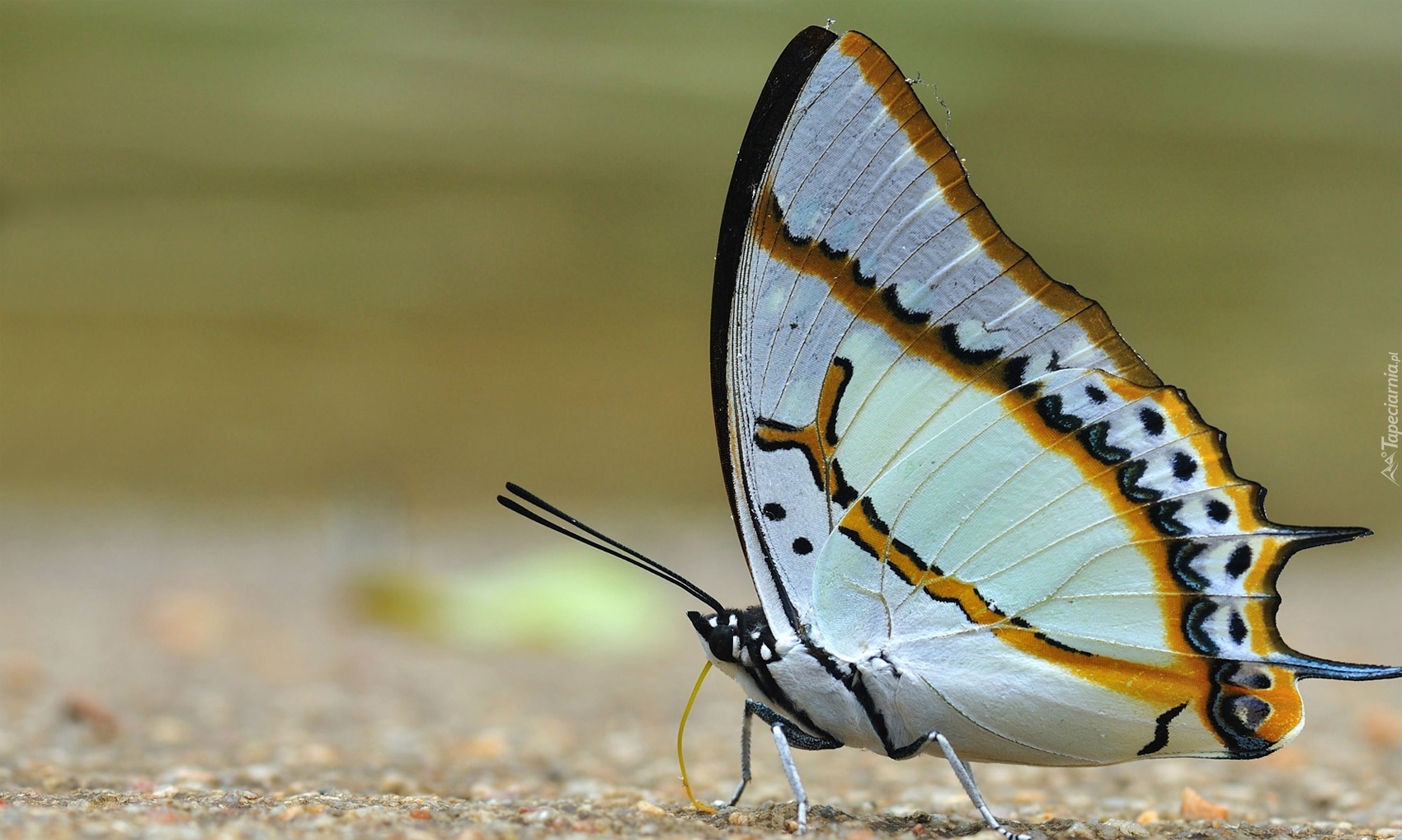 Biały, Motyl, Miodowe, Paski