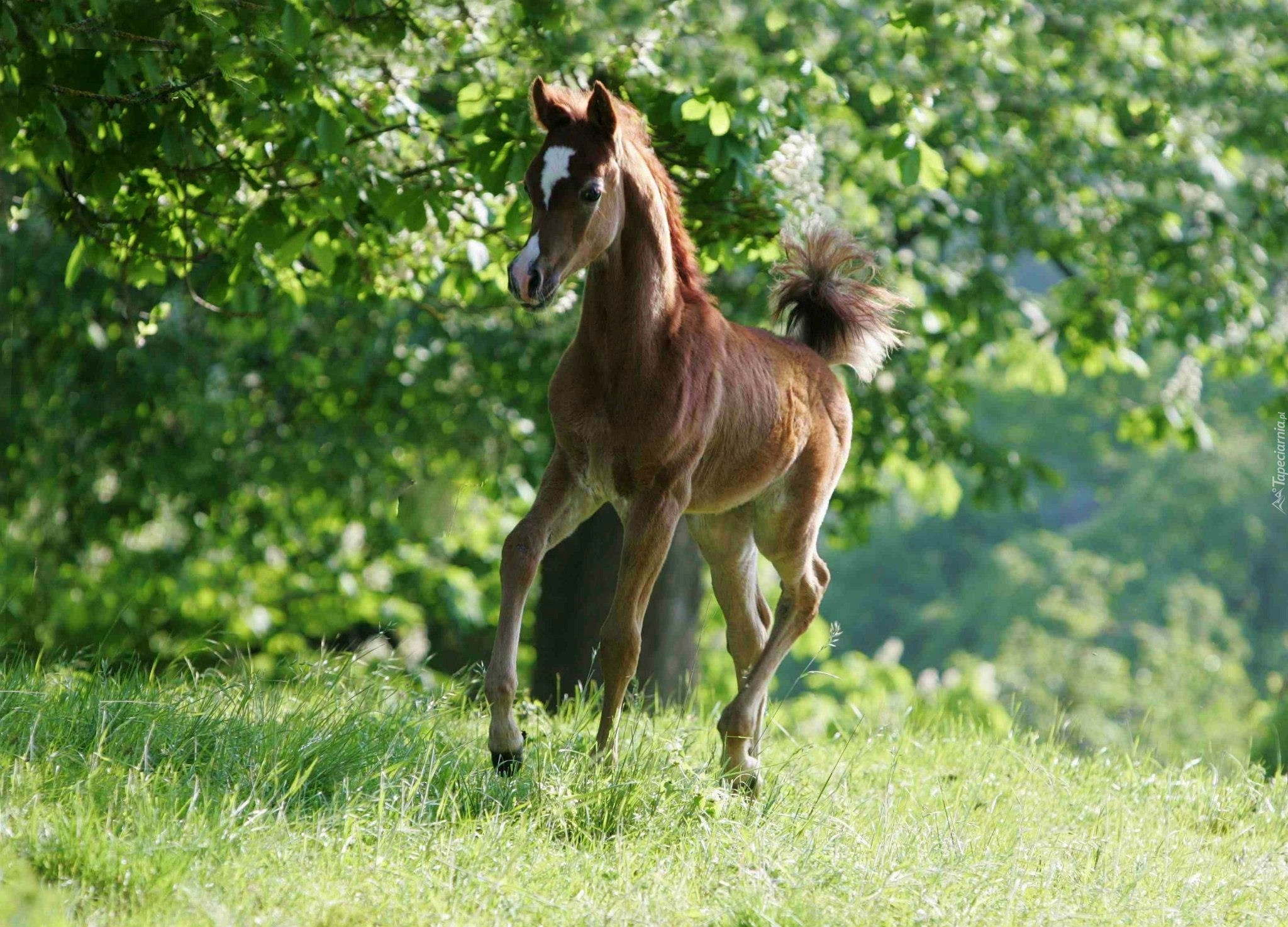 Źrebak, Arab, Zieleń