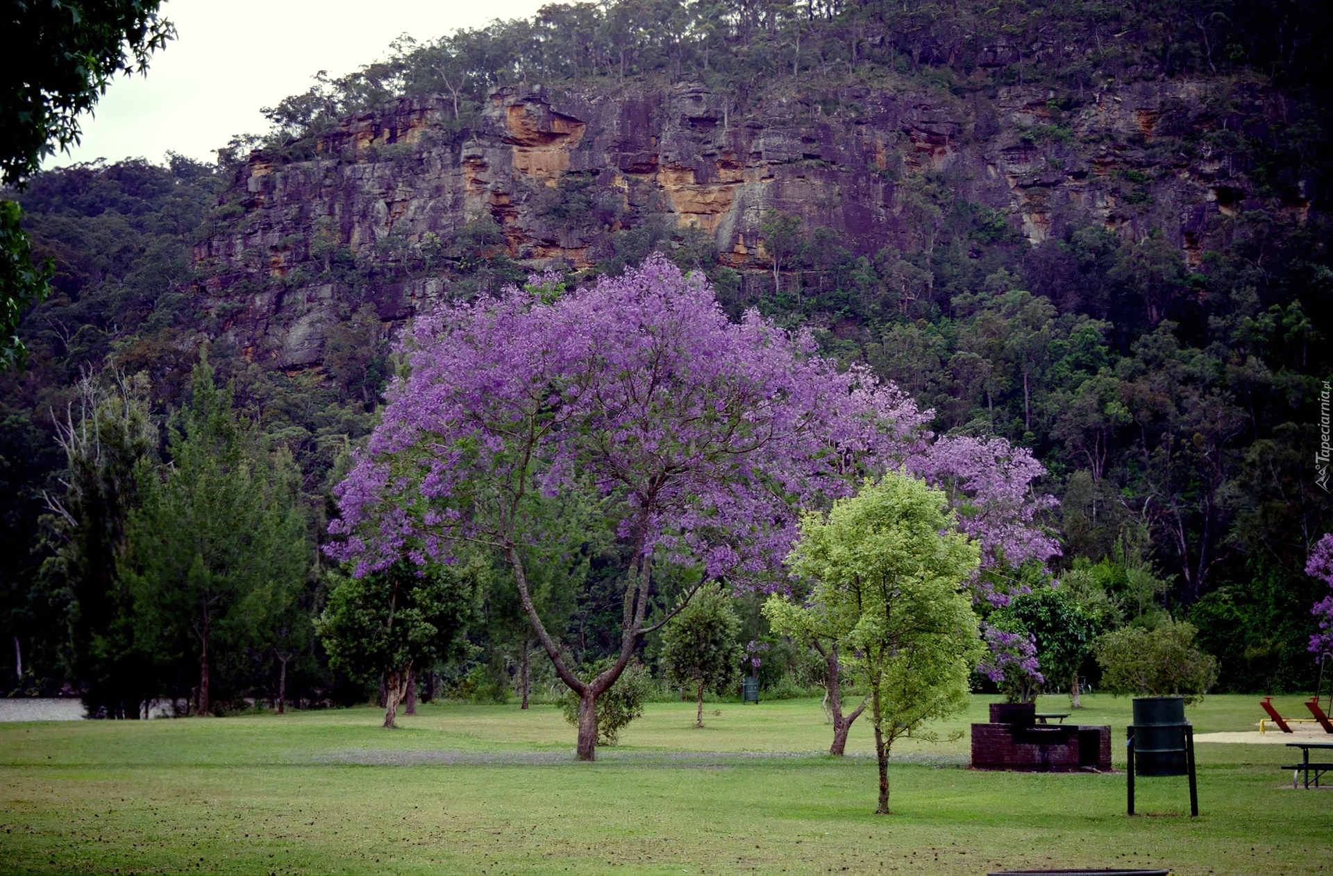 Jacaranda, Łąka, Góry