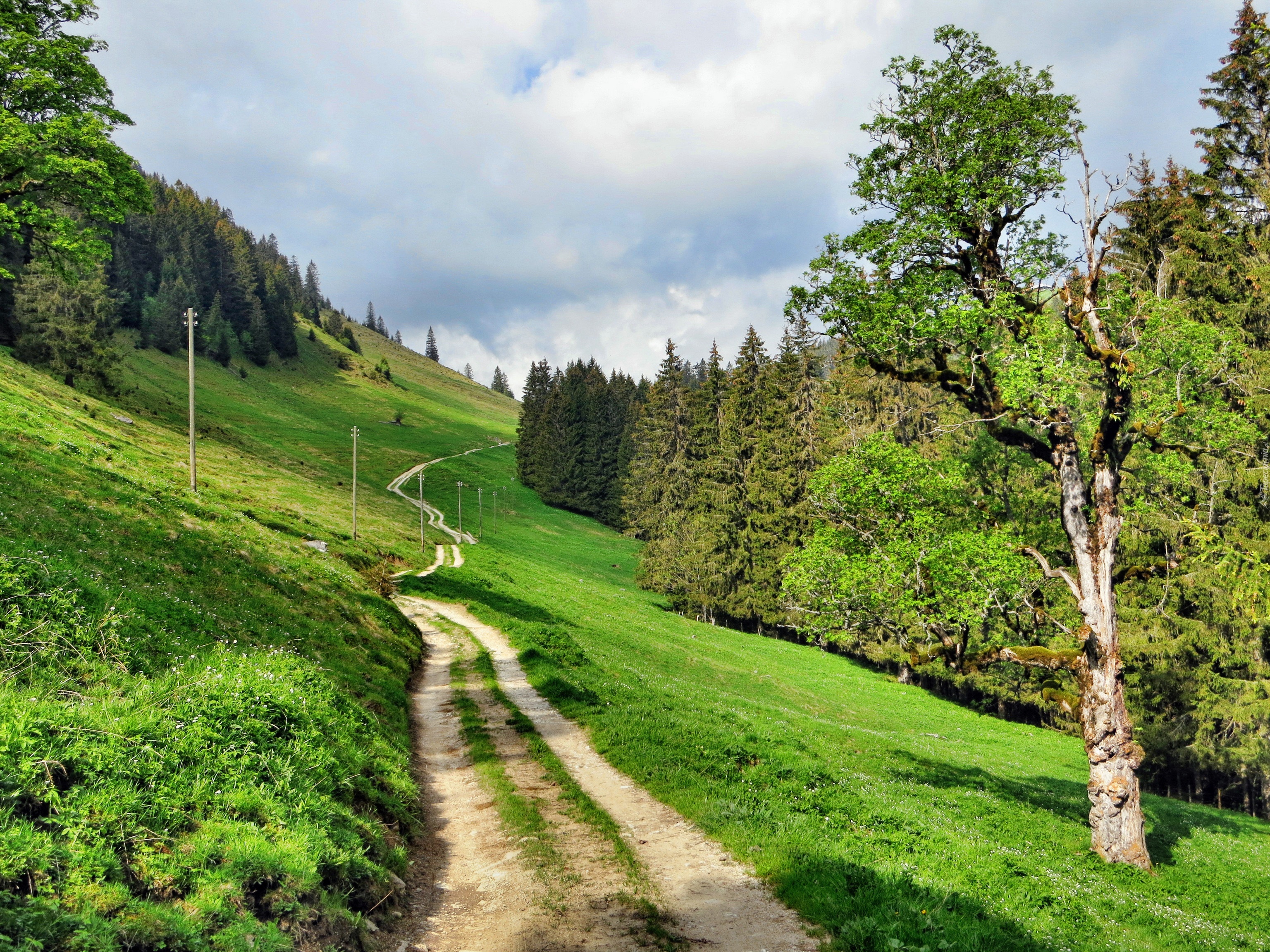 Droga, Zbocze, Drzewa, Szwajcaria