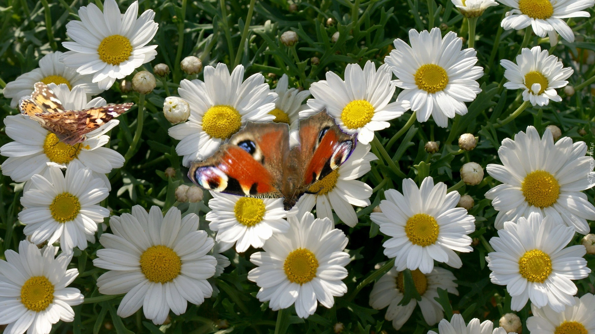 Margerytki, Motyl, Rusałka pawik